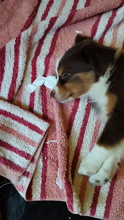 Schroeder 🤩 Spectacular Red Tricolor Male , a male Toy Australian Shepherd for sale in Carrollton, TX – 4 of 4