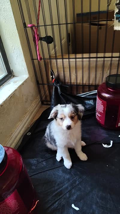 Marcie , Blue Merle Female, a female Toy Australian Shepherd for sale in Carrollton, TX – 5 of 5