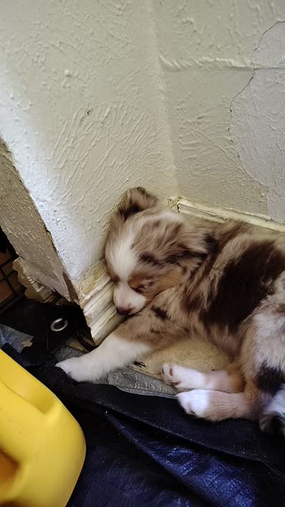 Marcie 🥰 Radiant Blue Merle Female, a female Toy Australian Shepherd for sale in Carrollton, TX – 2 of 4