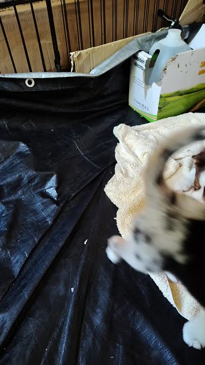 Charlie 😋 Superb Black Tricolor Male , a male Toy Australian Shepherd for sale in Carrollton, TX – 2 of 6