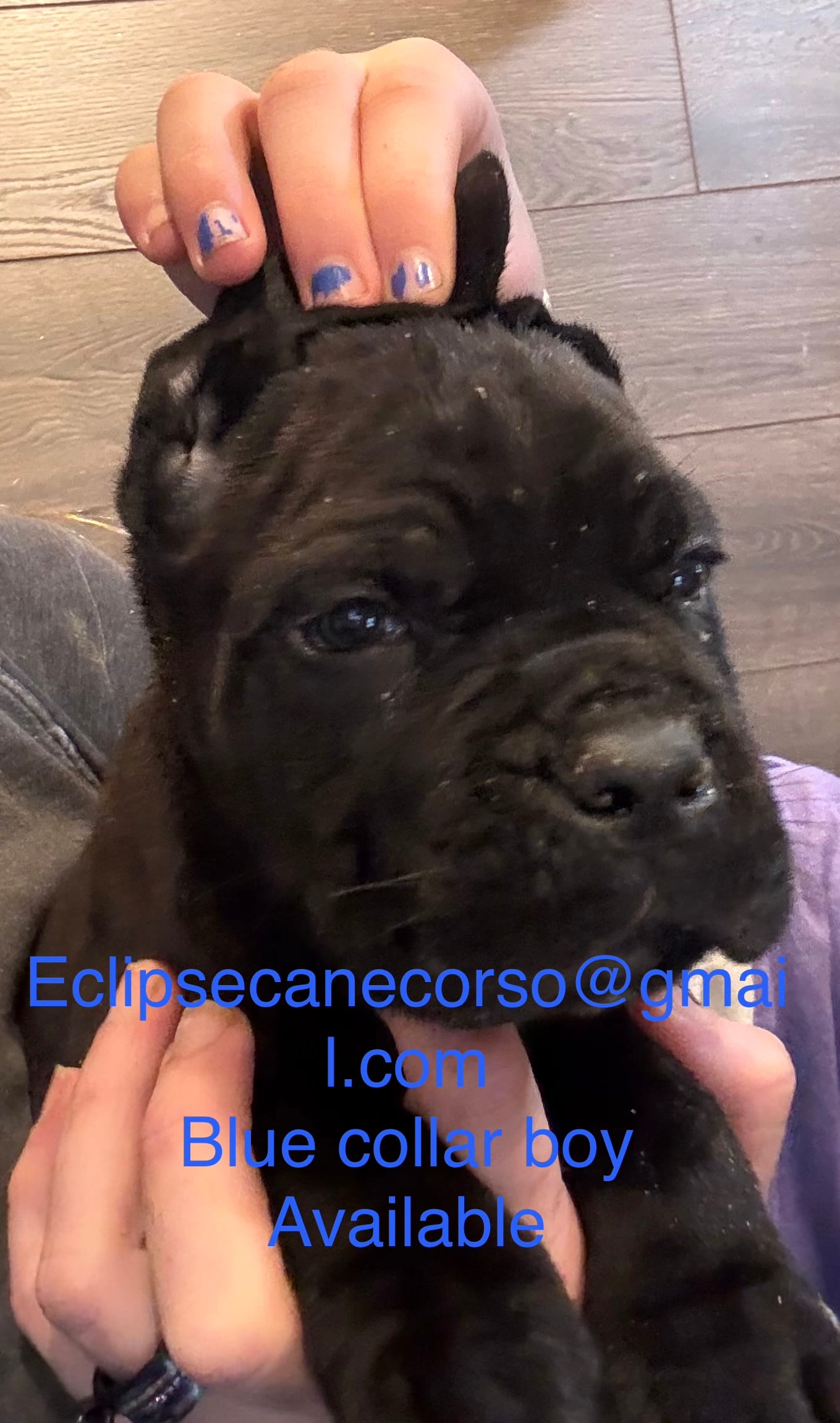 Louisiana – Cane Corso puppy for sale in Blodgett, OR