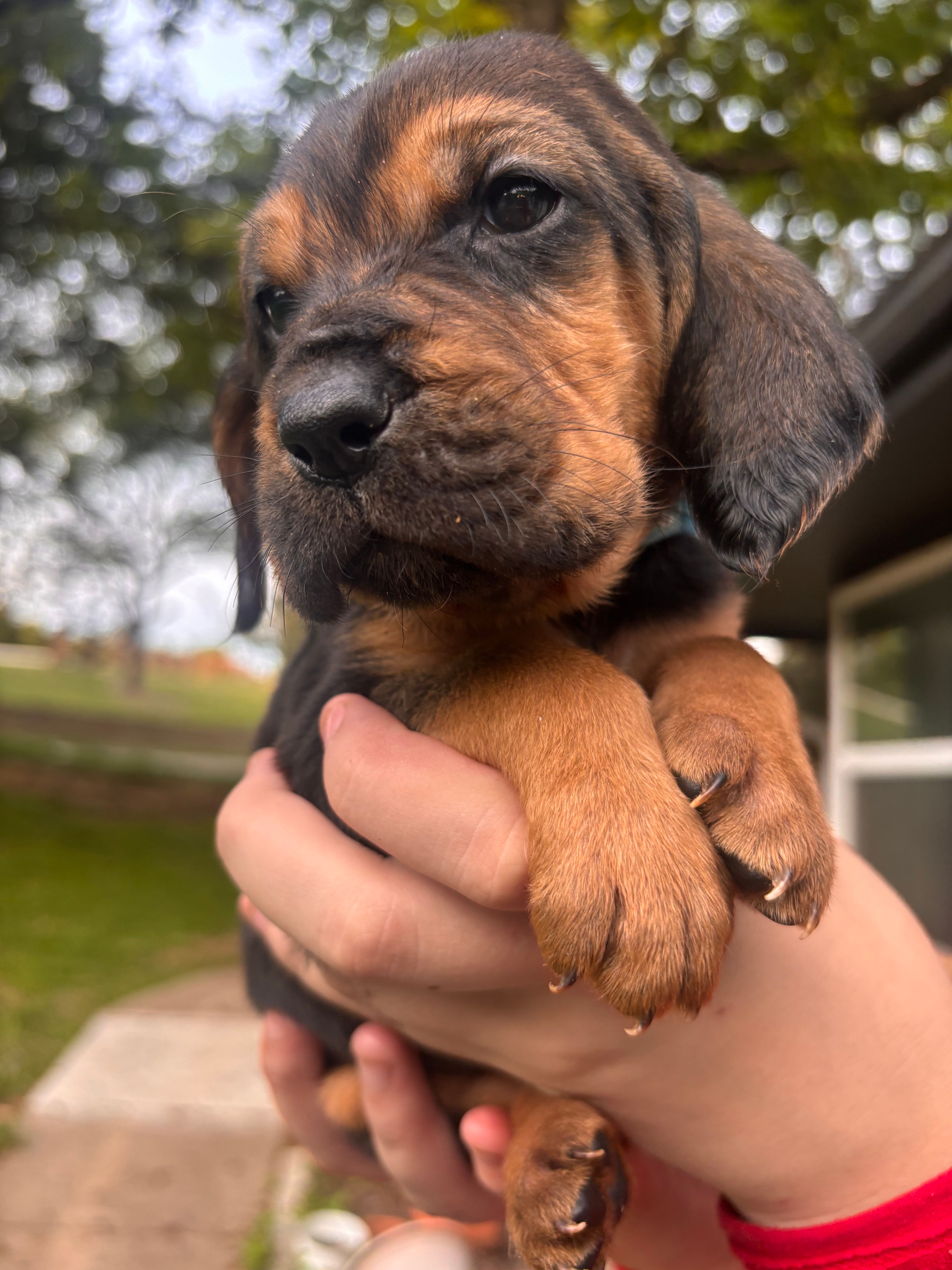 Light blue – Bloodhound puppy for sale in Midlothian, TX