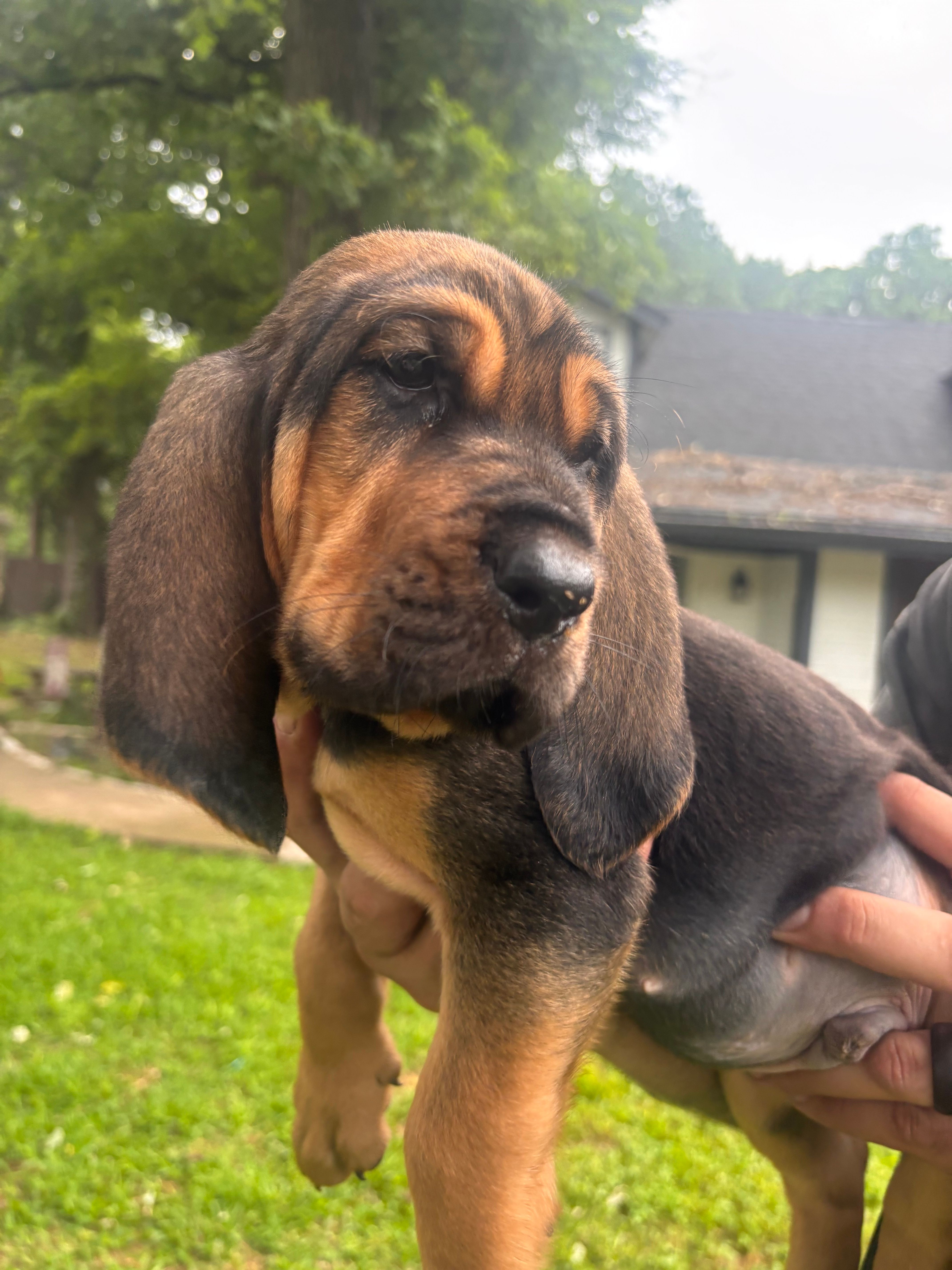 Light blue – Bloodhound puppy for sale in Midlothian, TX
