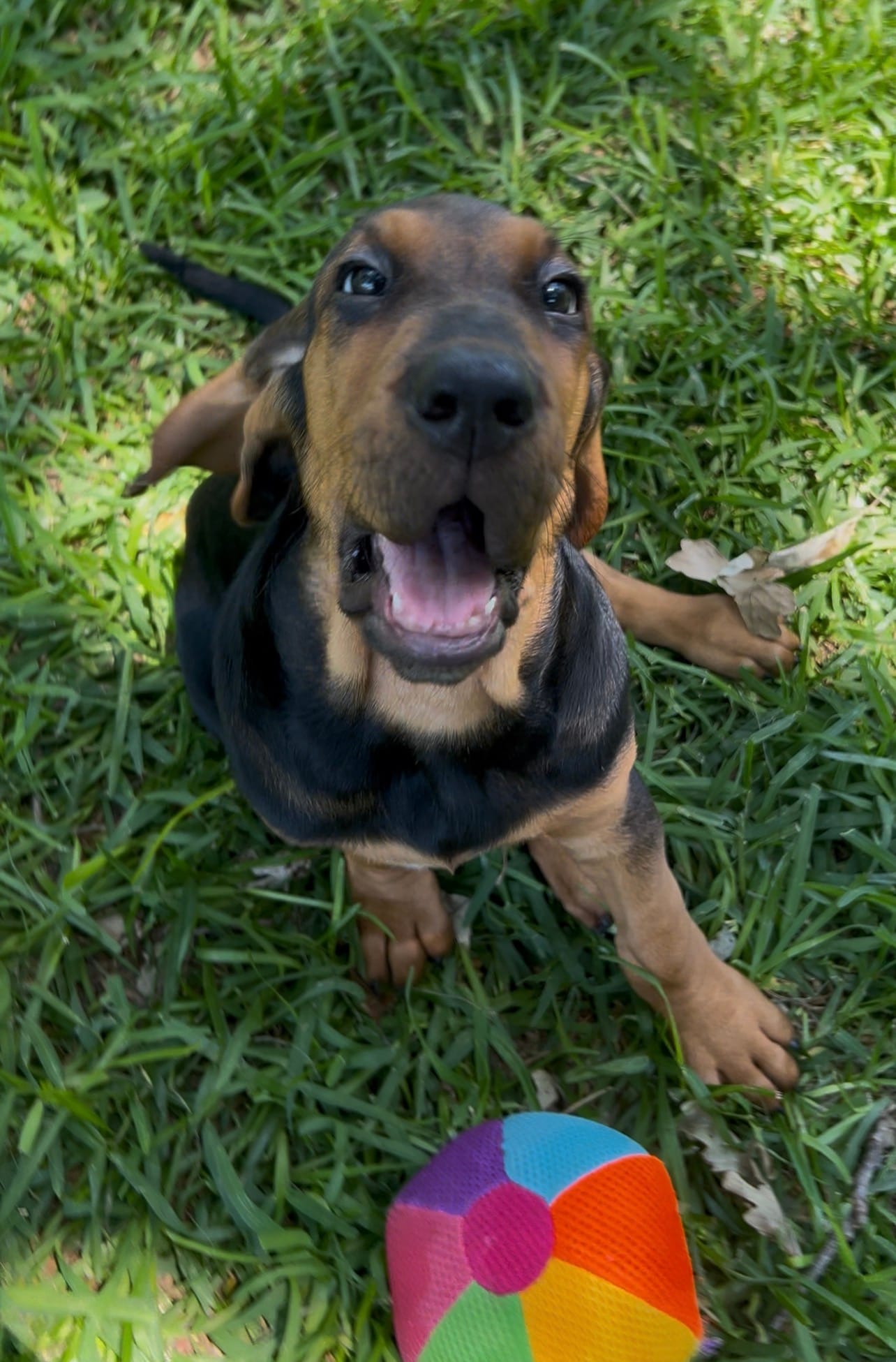 Blue – Bloodhound puppy for sale in Midlothian, TX