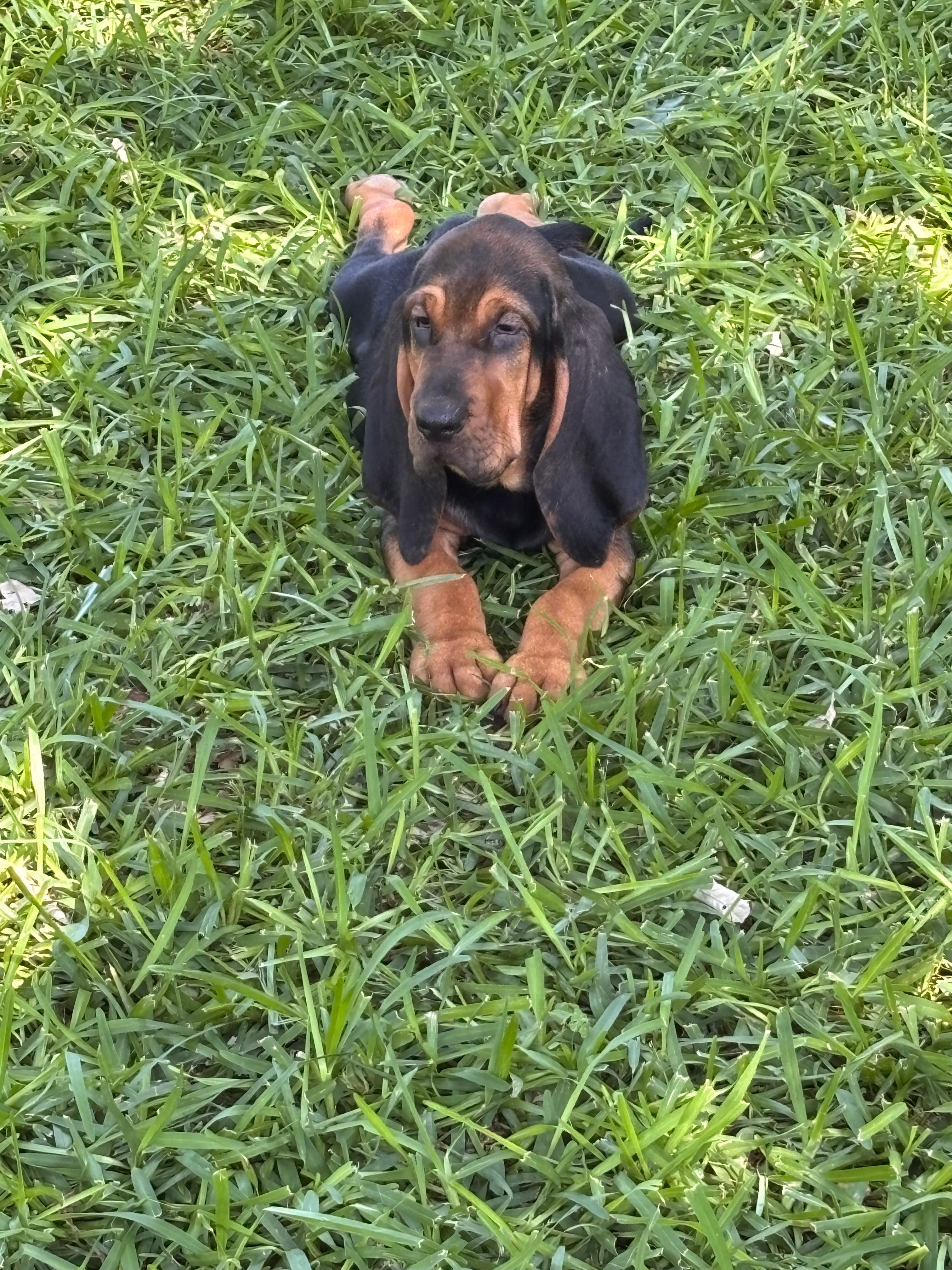 Blue – Bloodhound puppy for sale in Midlothian, TX
