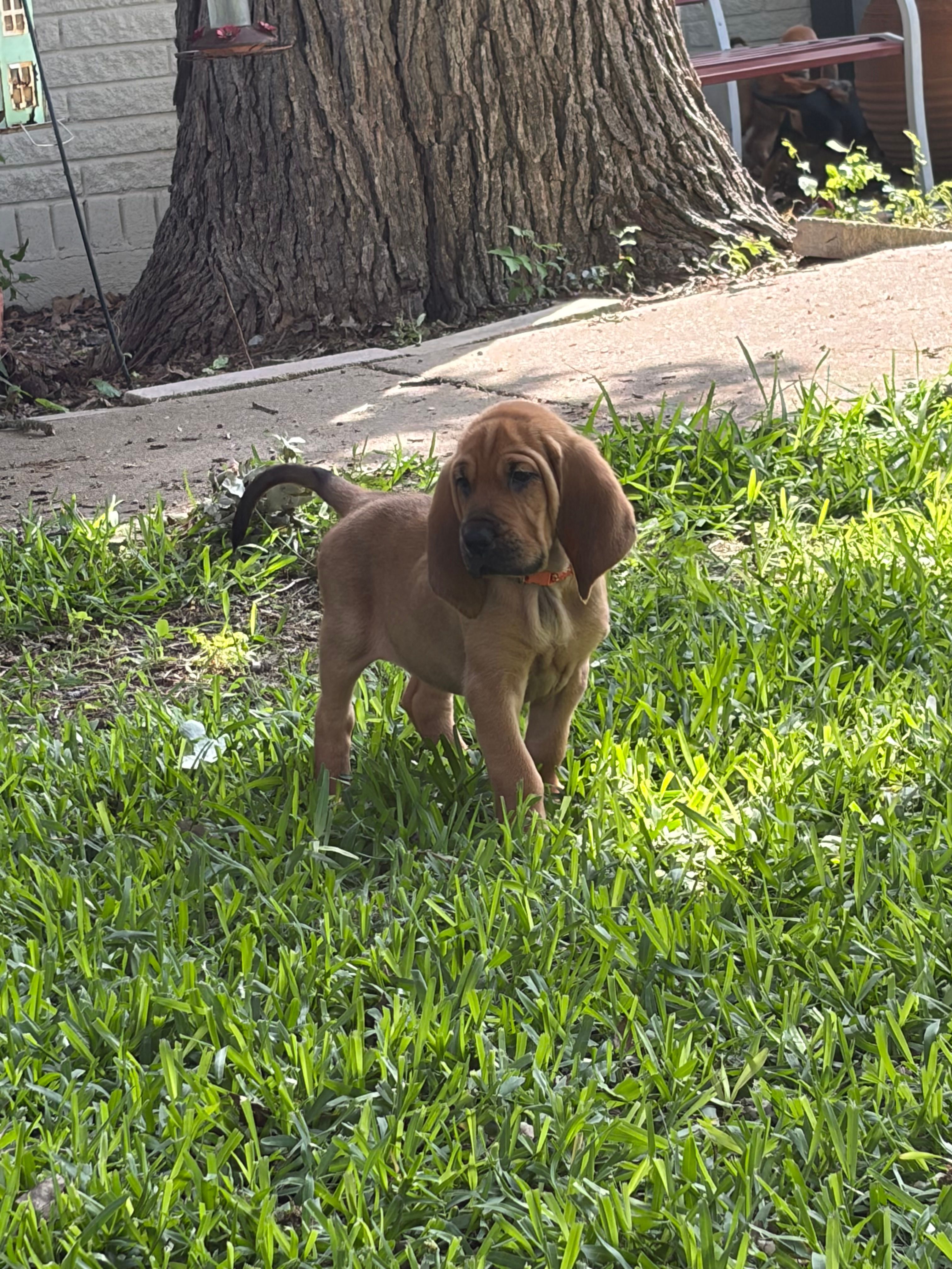 Orange – Bloodhound puppy for sale in Midlothian, TX