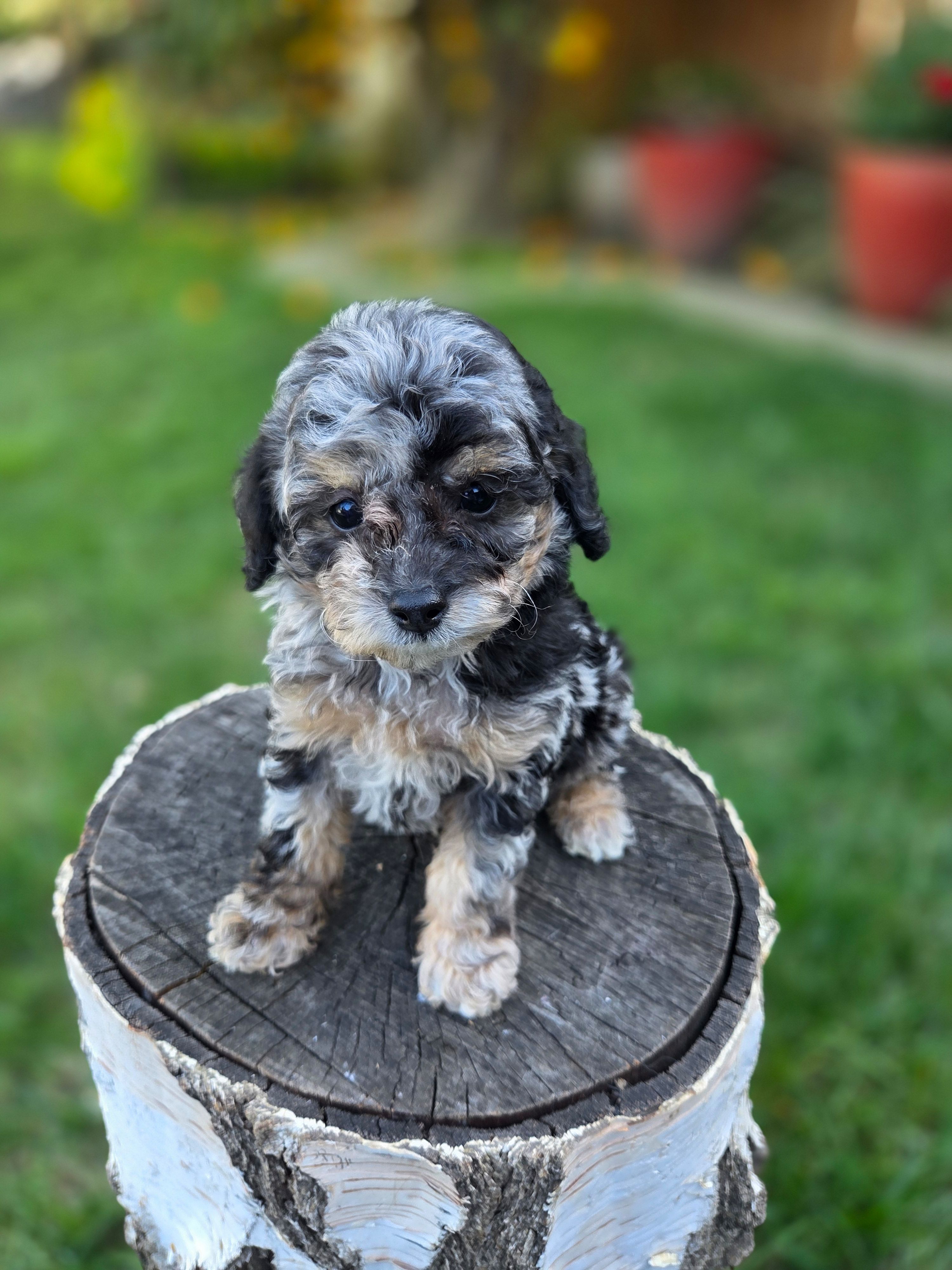 Onyx – Poodle - Toy  puppy for sale in West Sacramento, CA
