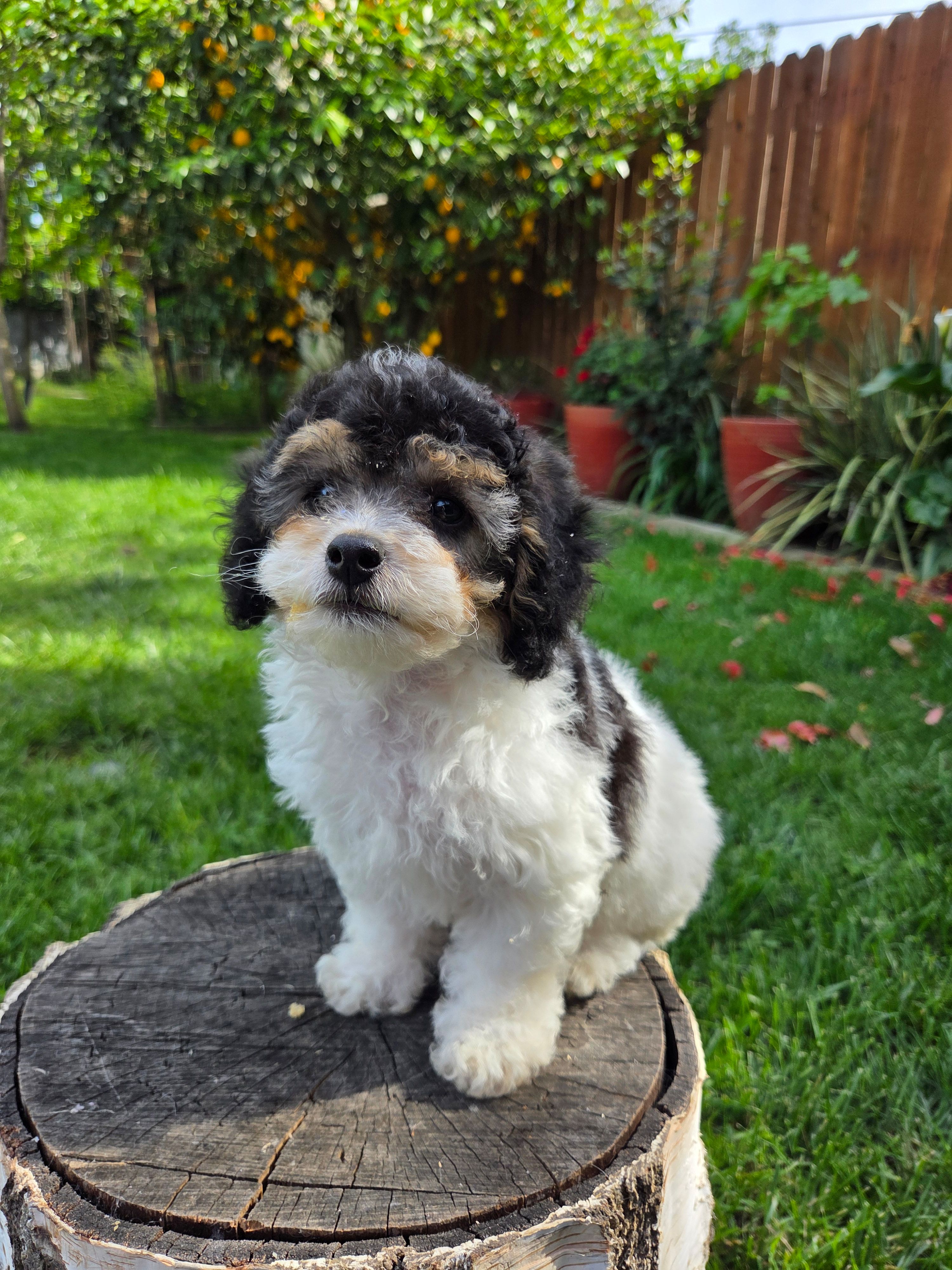 Remy – Poodle - Miniature  puppy for sale in West Sacramento, CA