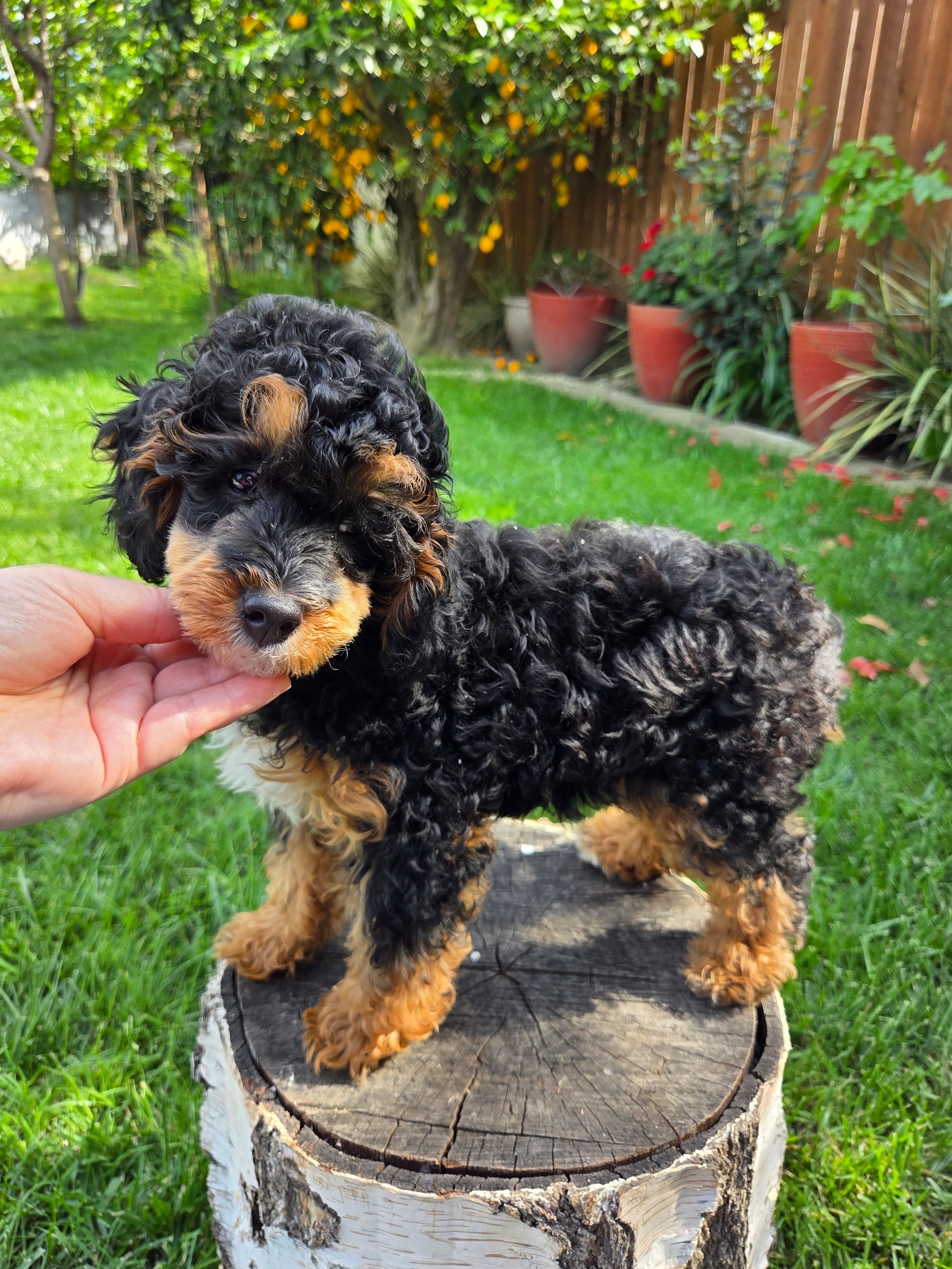 Millie – Poodle - Miniature  puppy for sale in West Sacramento, CA