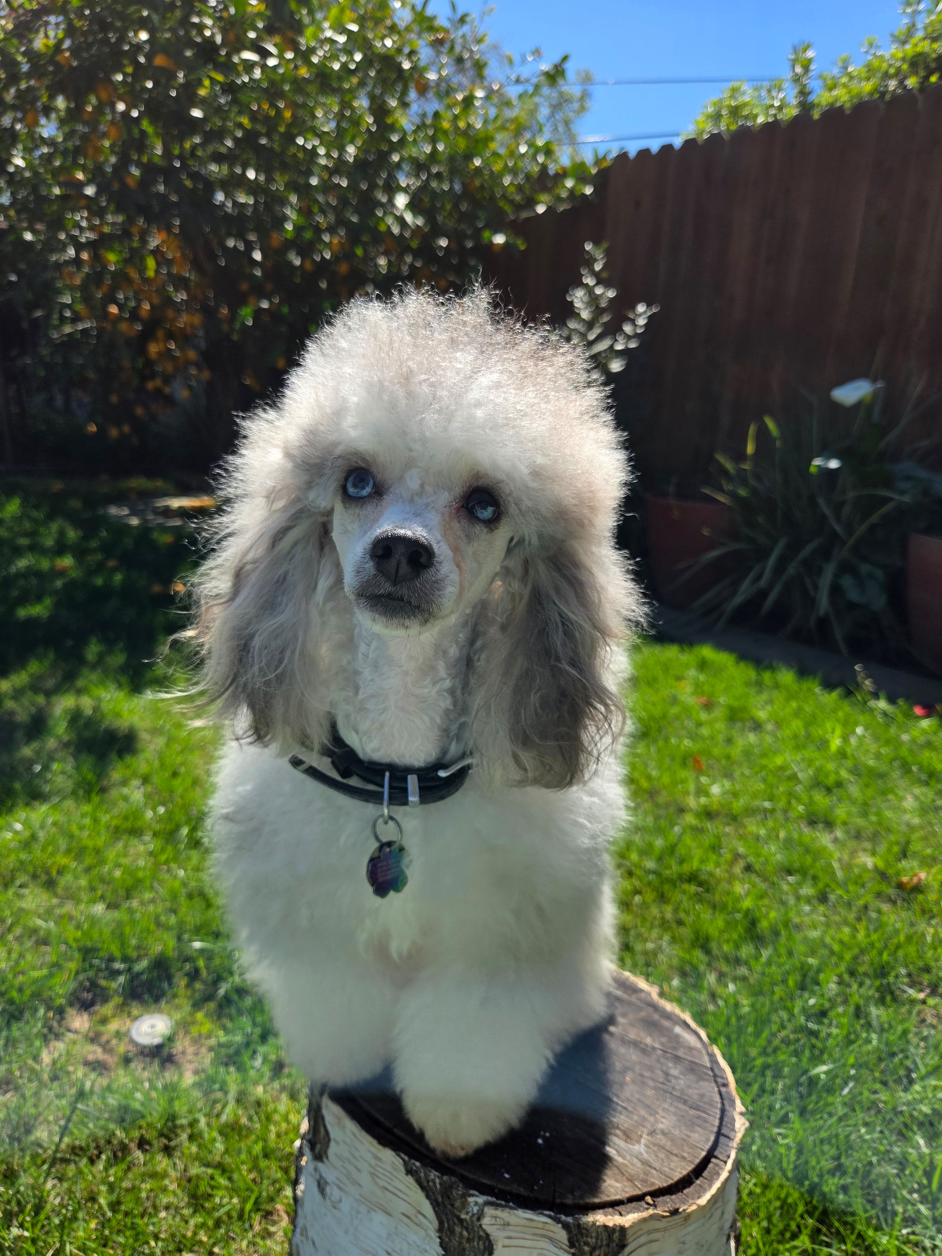Colorful phantom babies – Poodle - Toy , Poodle - Miniature  puppy for sale in West Sacramento, CA