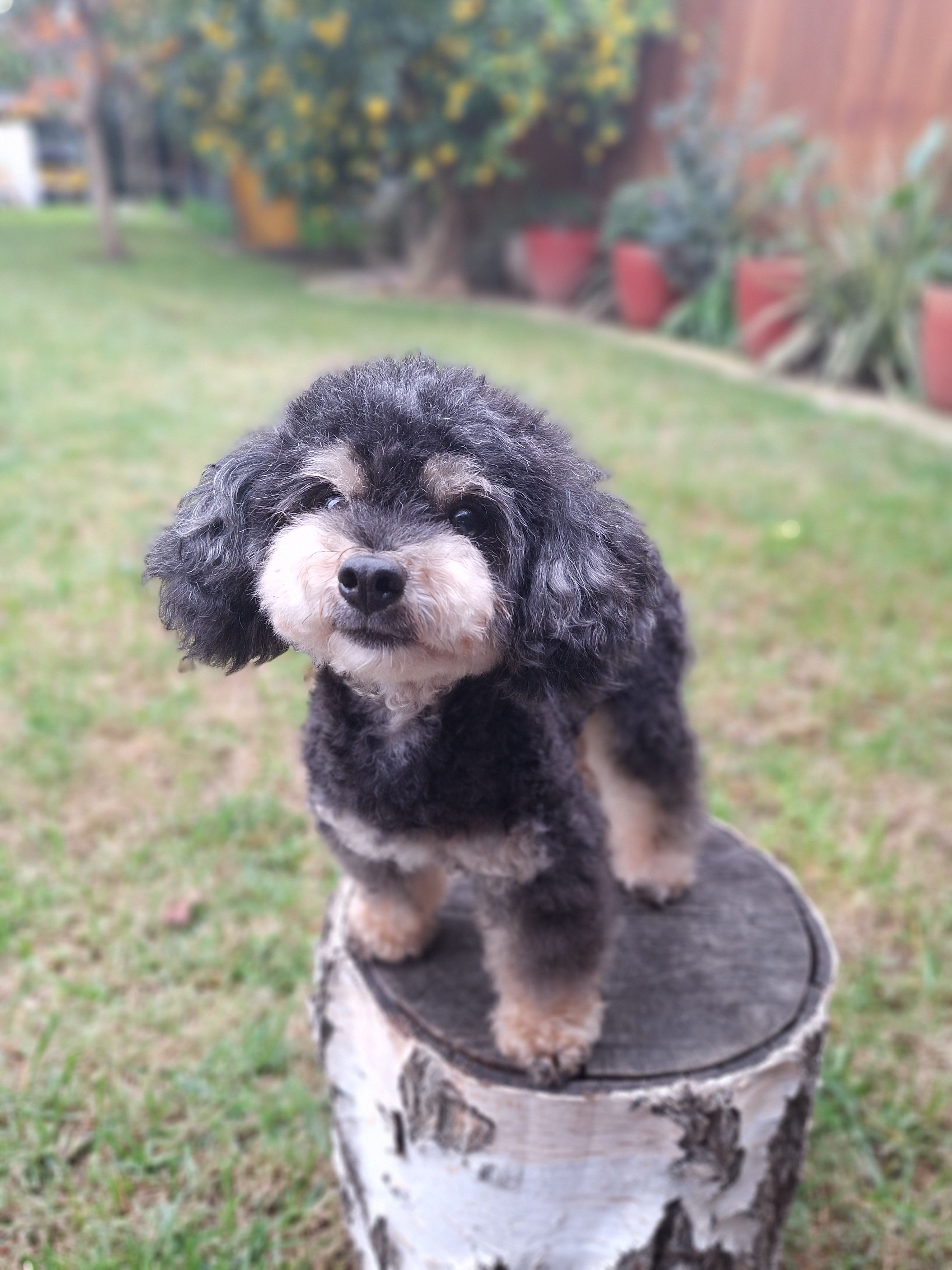Colorful phantom babies, a  Poodle - Toy  and Poodle - Miniature  for sale in West Sacramento, CA – Photo 2 of 3