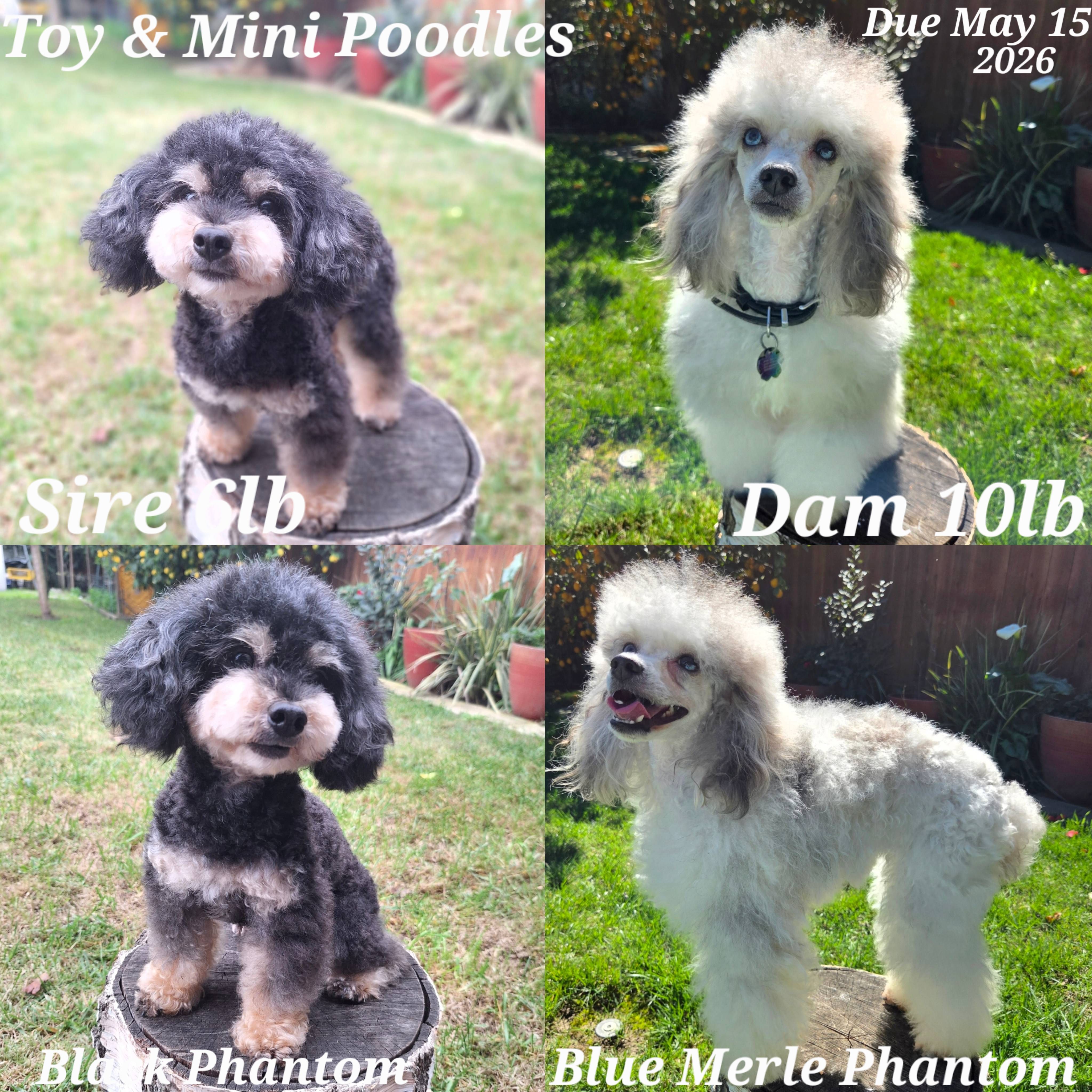 Colorful phantom babies, a  Poodle - Toy  and Poodle - Miniature  for sale in West Sacramento, CA – Photo 3 of 3