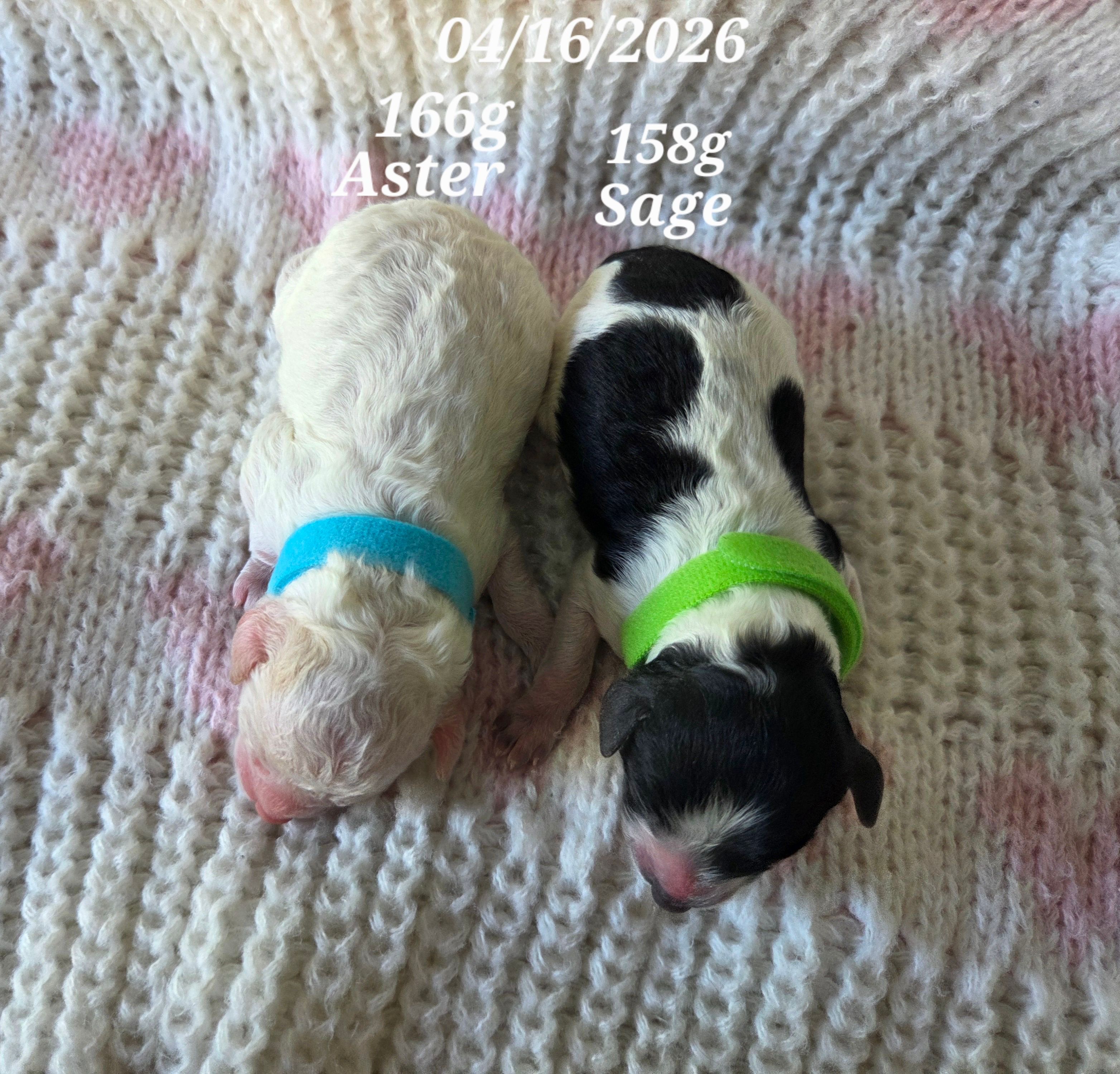 Aster, a male Poodle - Toy  for sale in West Sacramento, CA – Photo 2 of 3