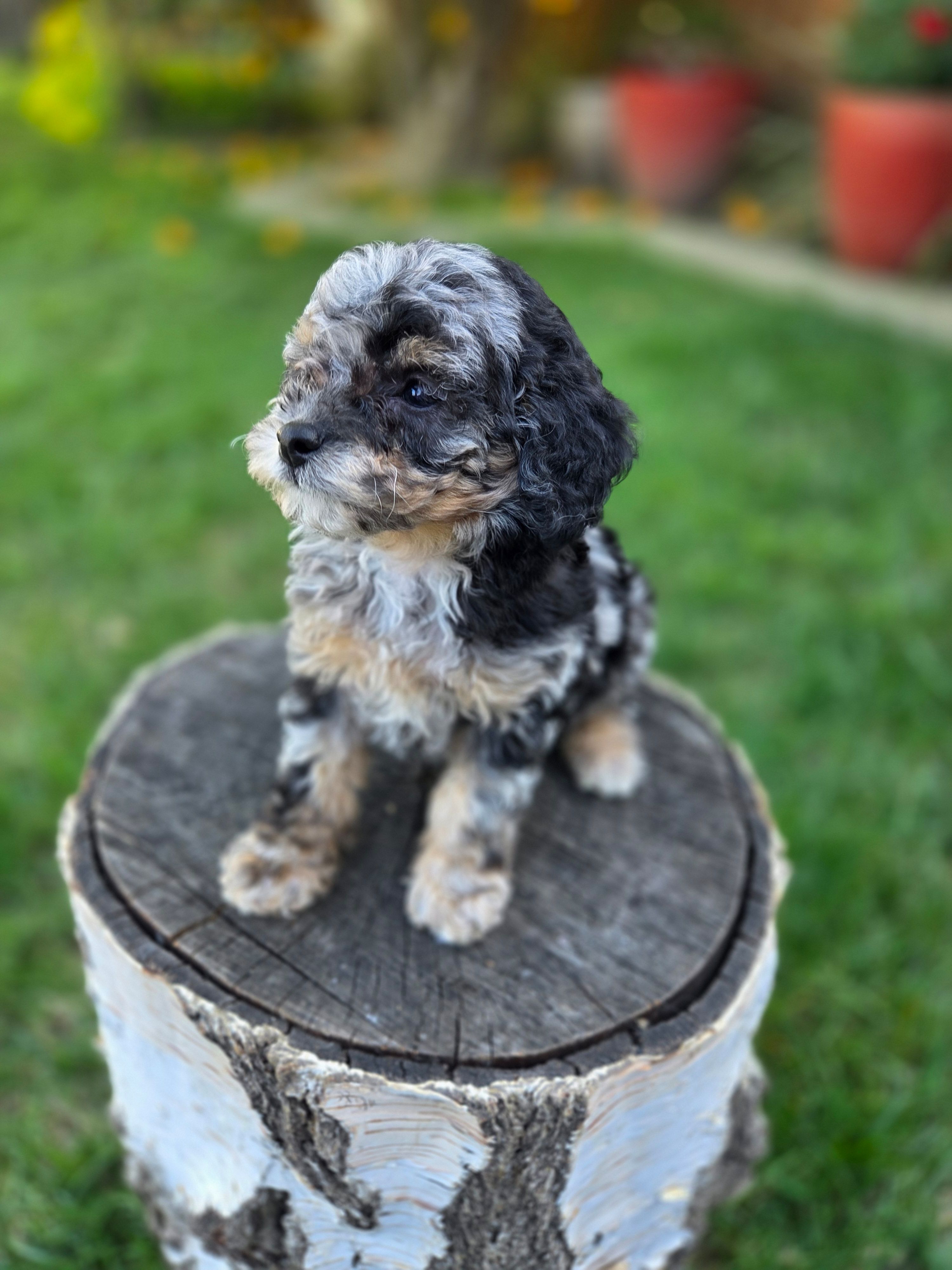 Onyx, a male Poodle - Toy  for sale in West Sacramento, CA – Photo 2 of 2