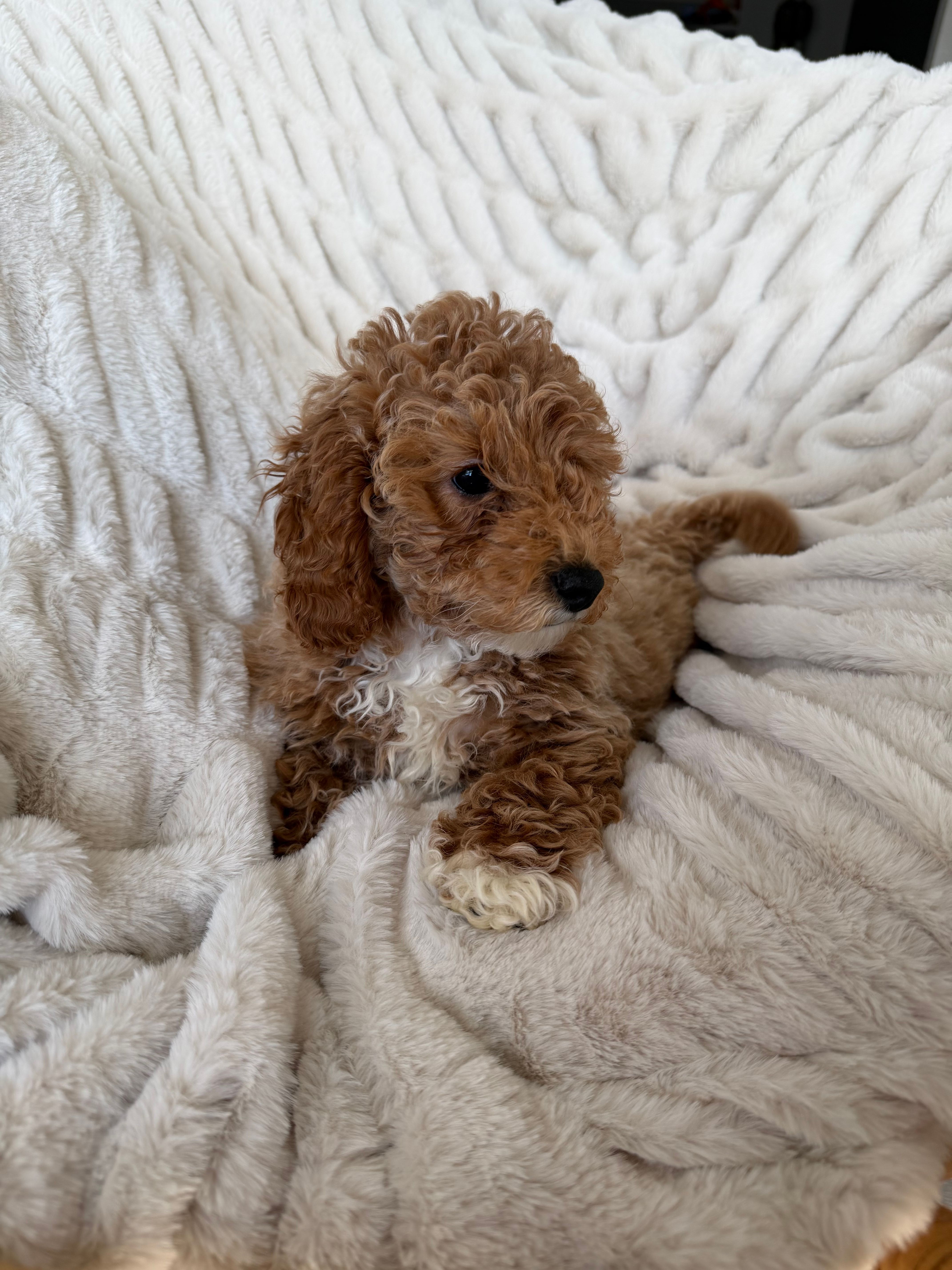 Female 1 – Miniature Goldendoodle puppy for sale in Durant, OK
