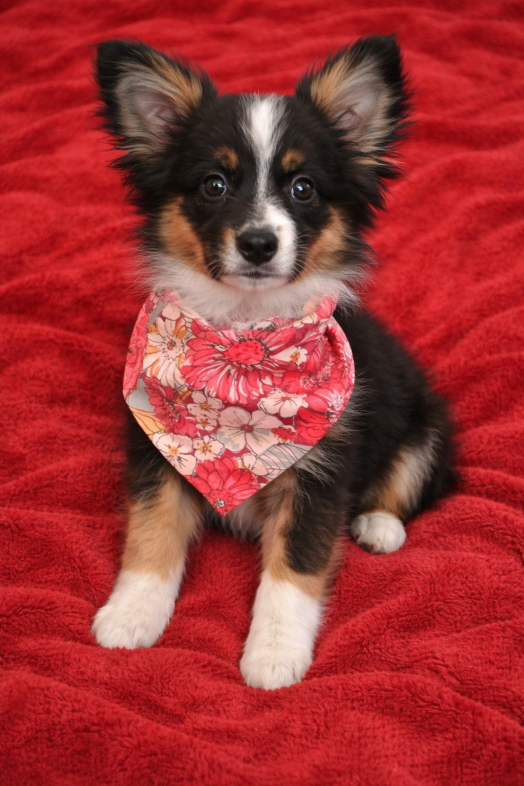 Mae – Toy Australian Shepherd puppy for sale in Durant, OK