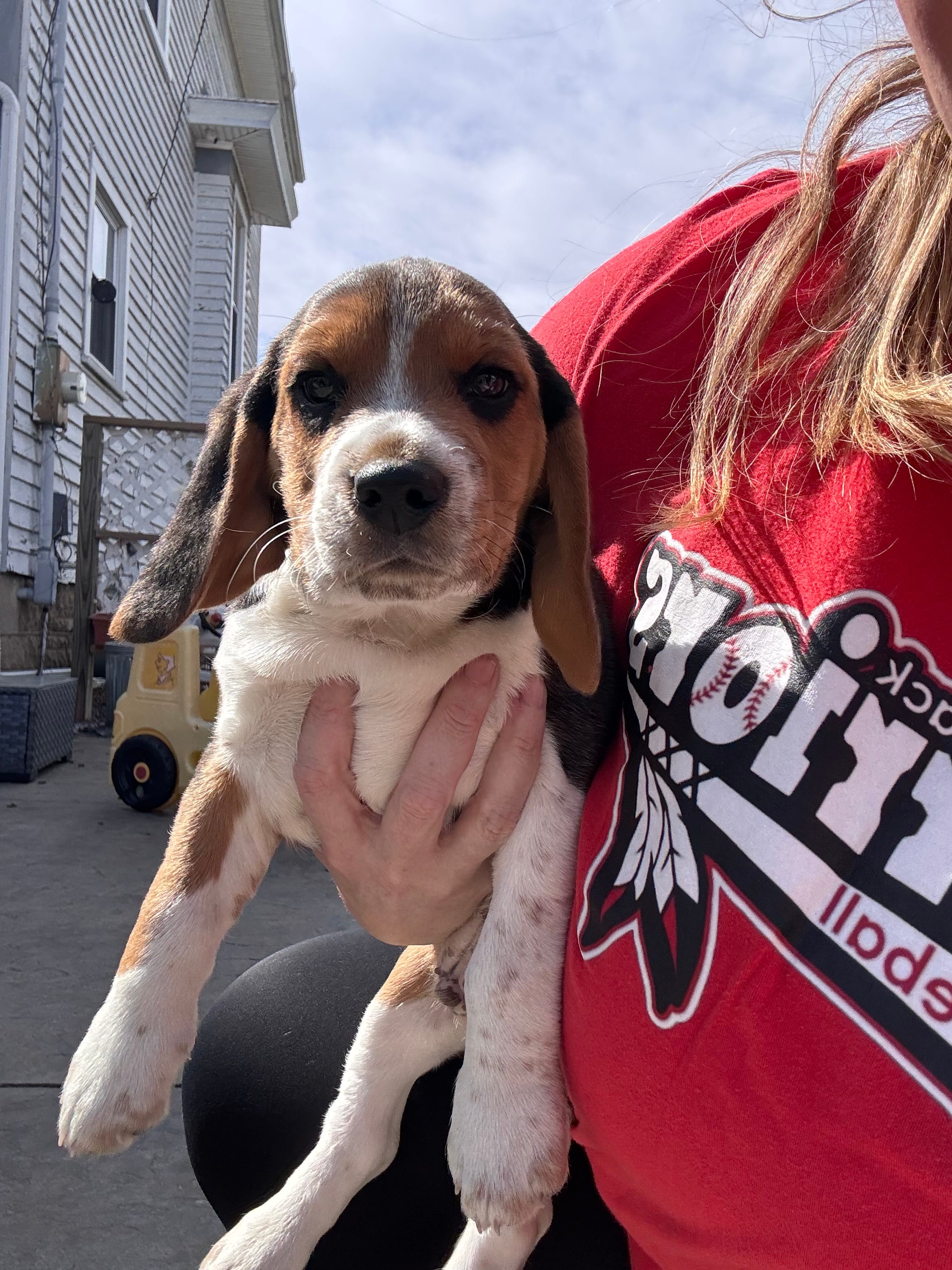 Rusty  – Beagle puppy for sale in Danvers, IL