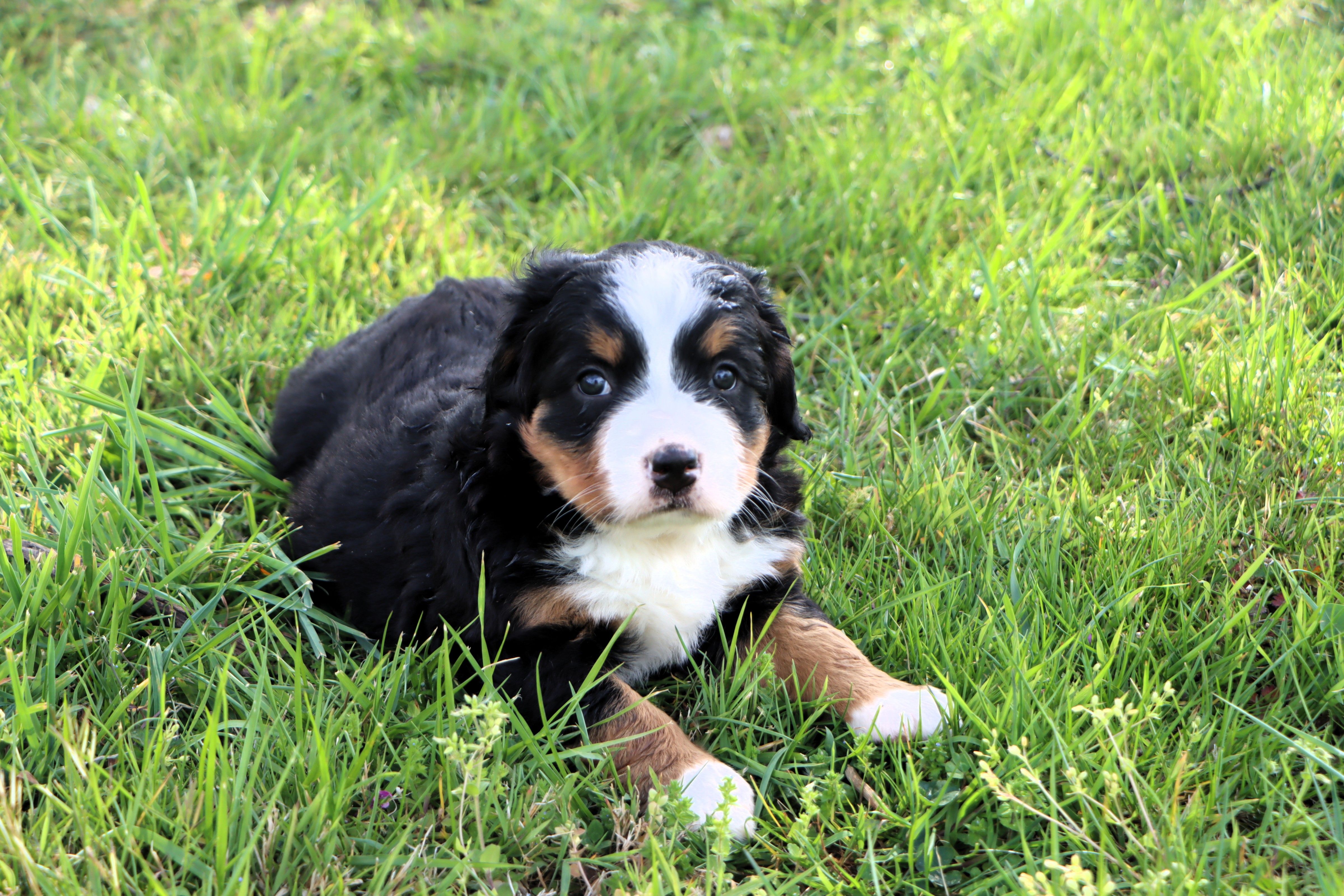 Gracie – Bernese Mountain Dog puppy for sale in Liberty, KY