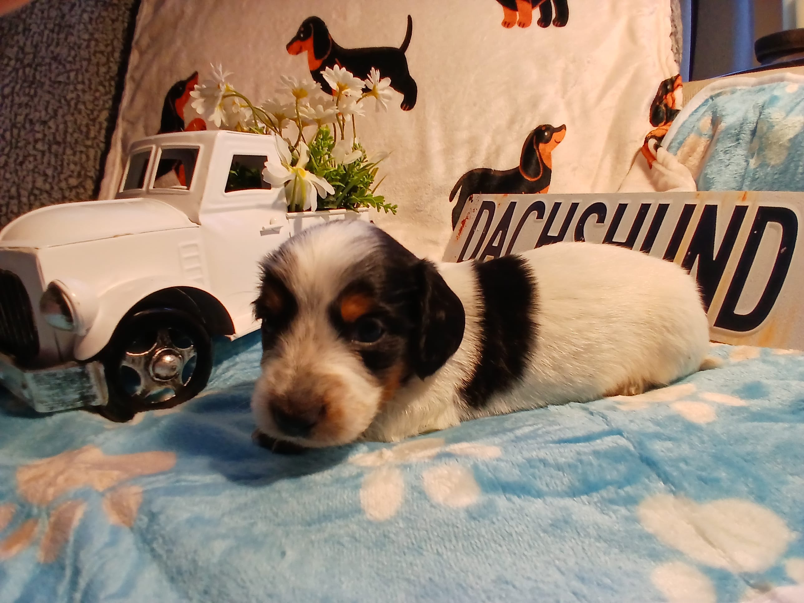 Iceman long hair – Miniature Dachshund puppy for sale in Rainbow City, AL