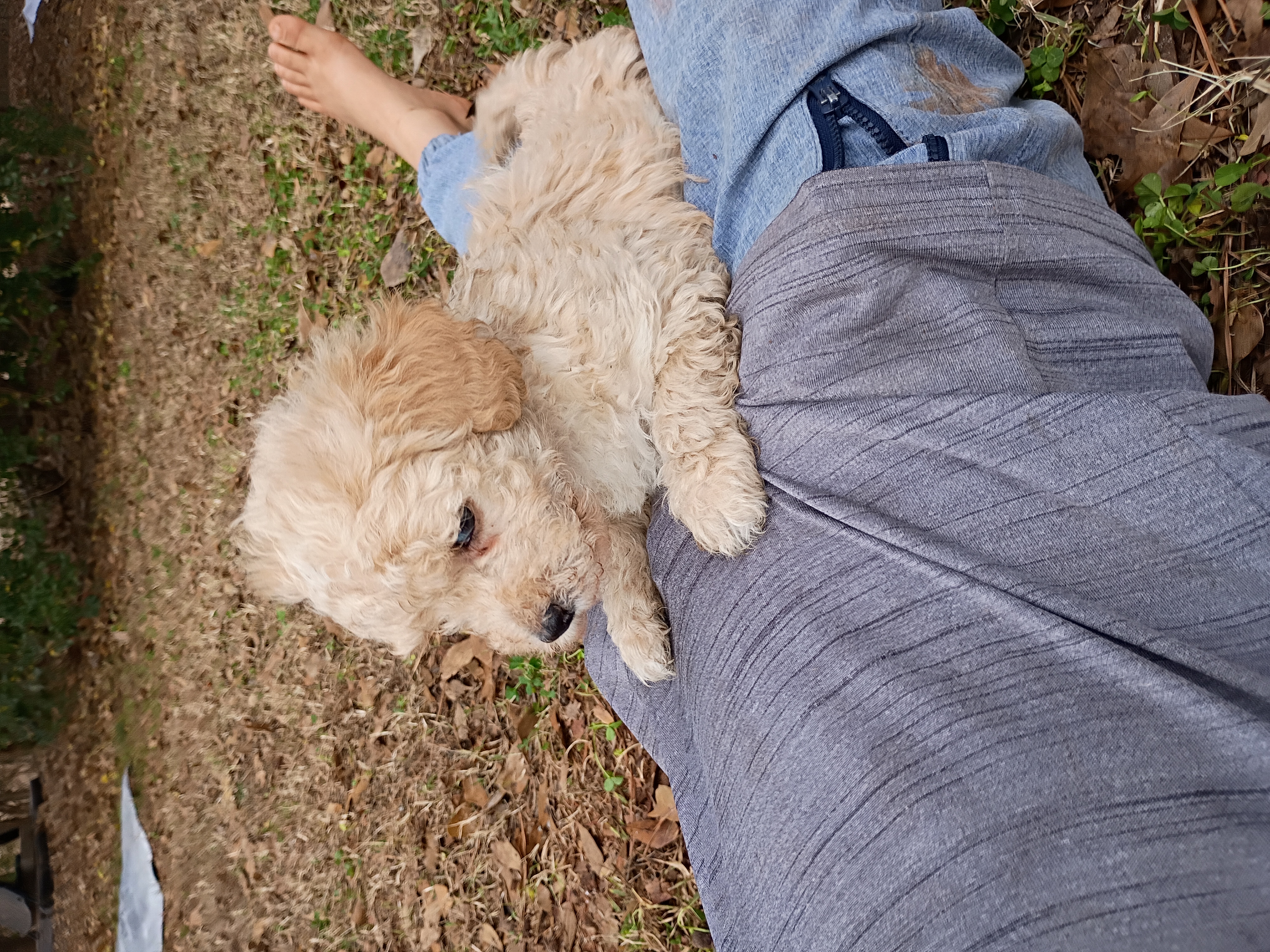 Snowball, a male Havapoo for sale in Seneca, SC – Photo 6 of 6