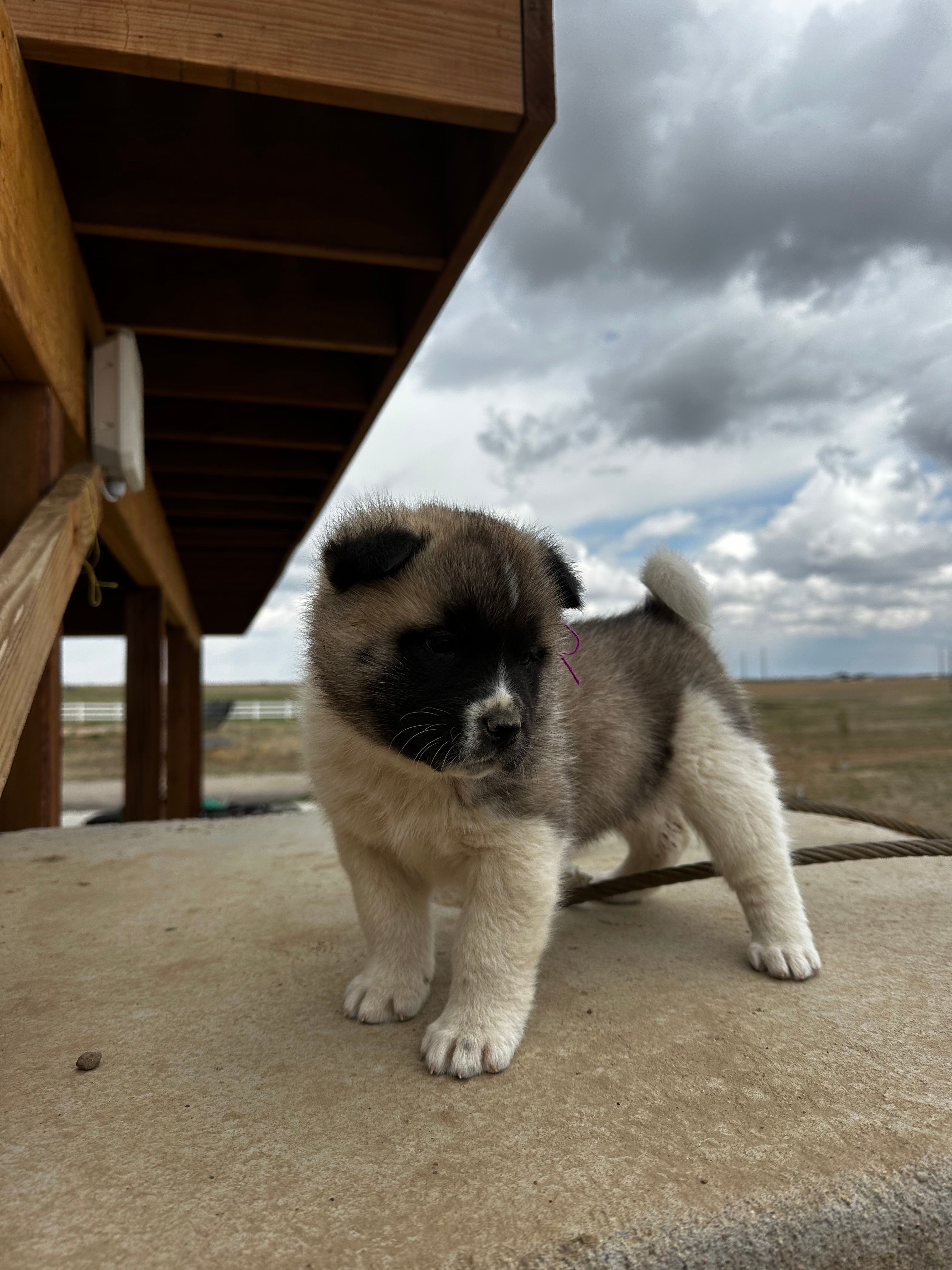 Bentley  – Akita puppy for sale in Hudson, CO