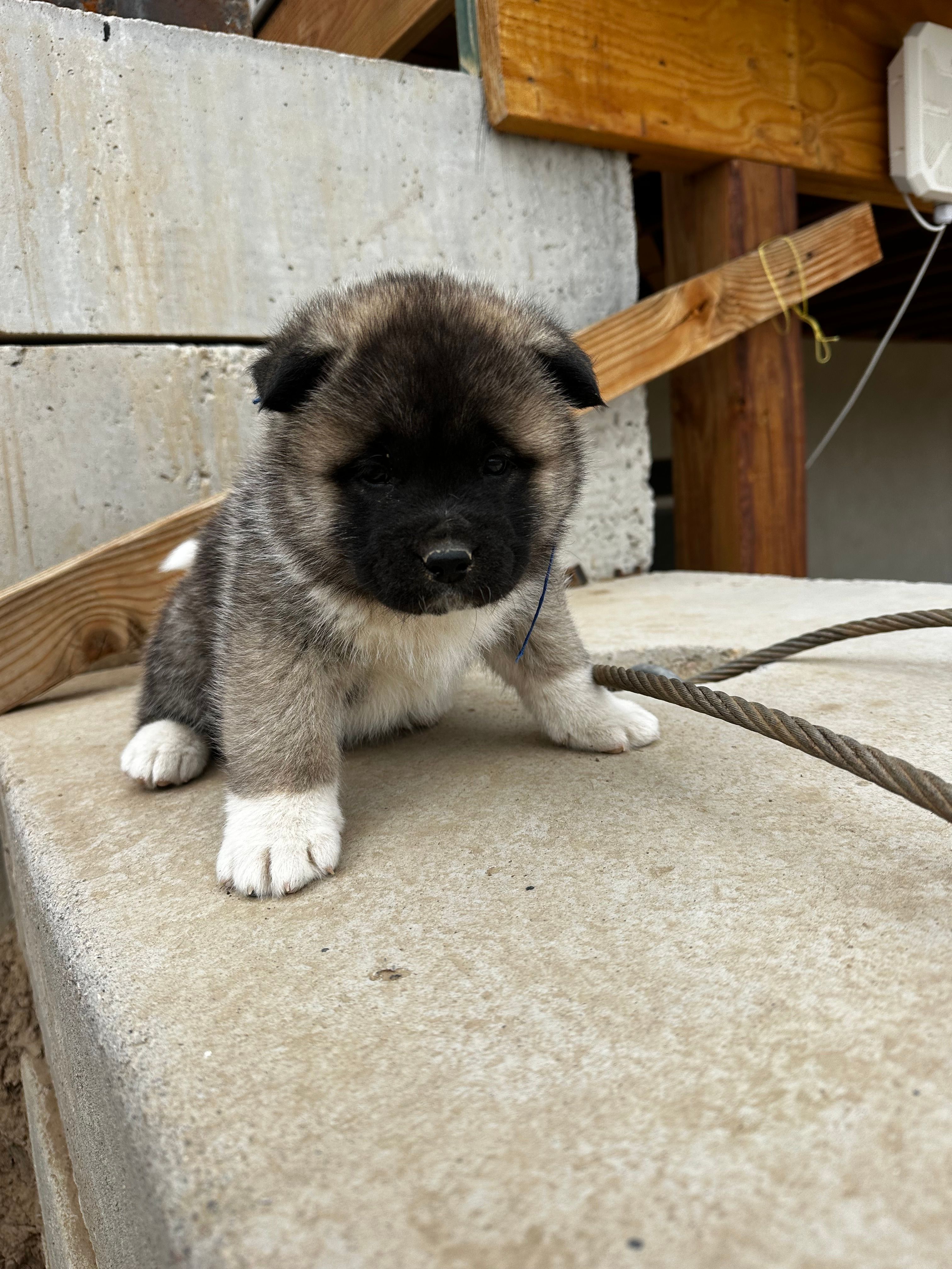 Brownie – Akita puppy for sale in Hudson, CO