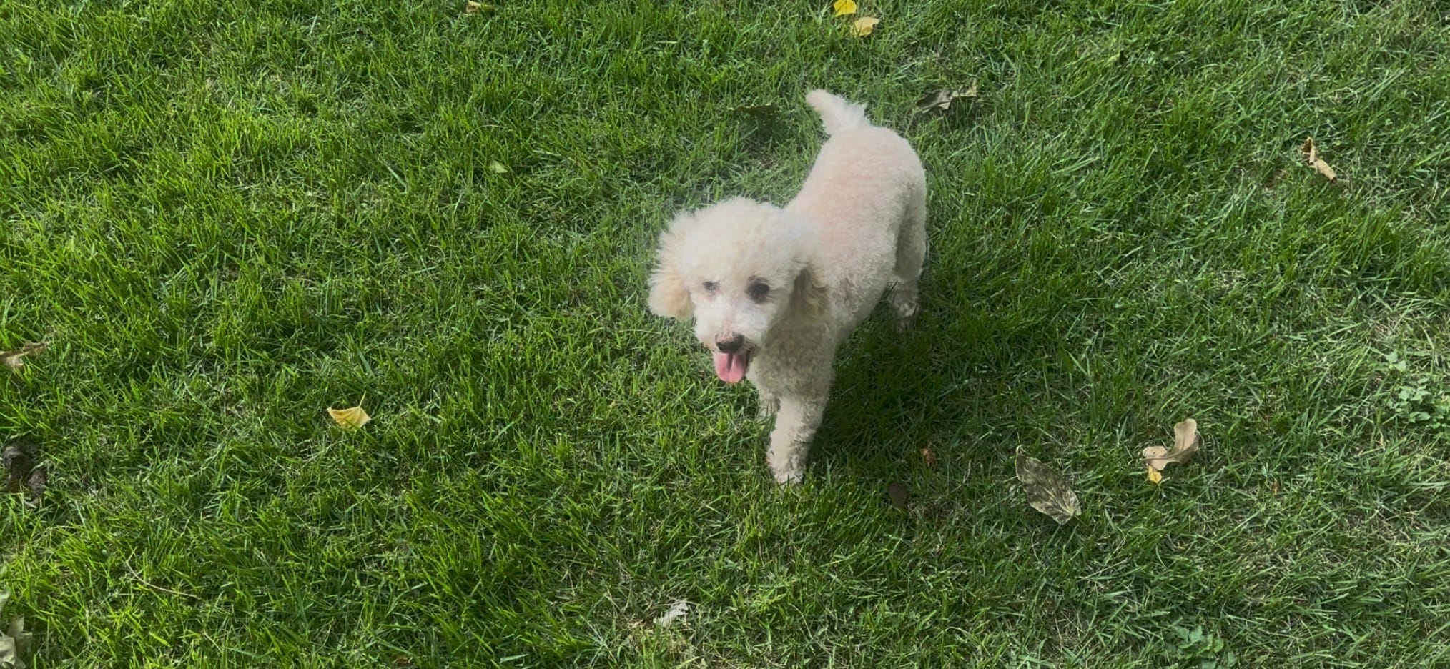 Ollie CKC updated pics – Poodle - Toy  puppy for sale in Arlington, TX