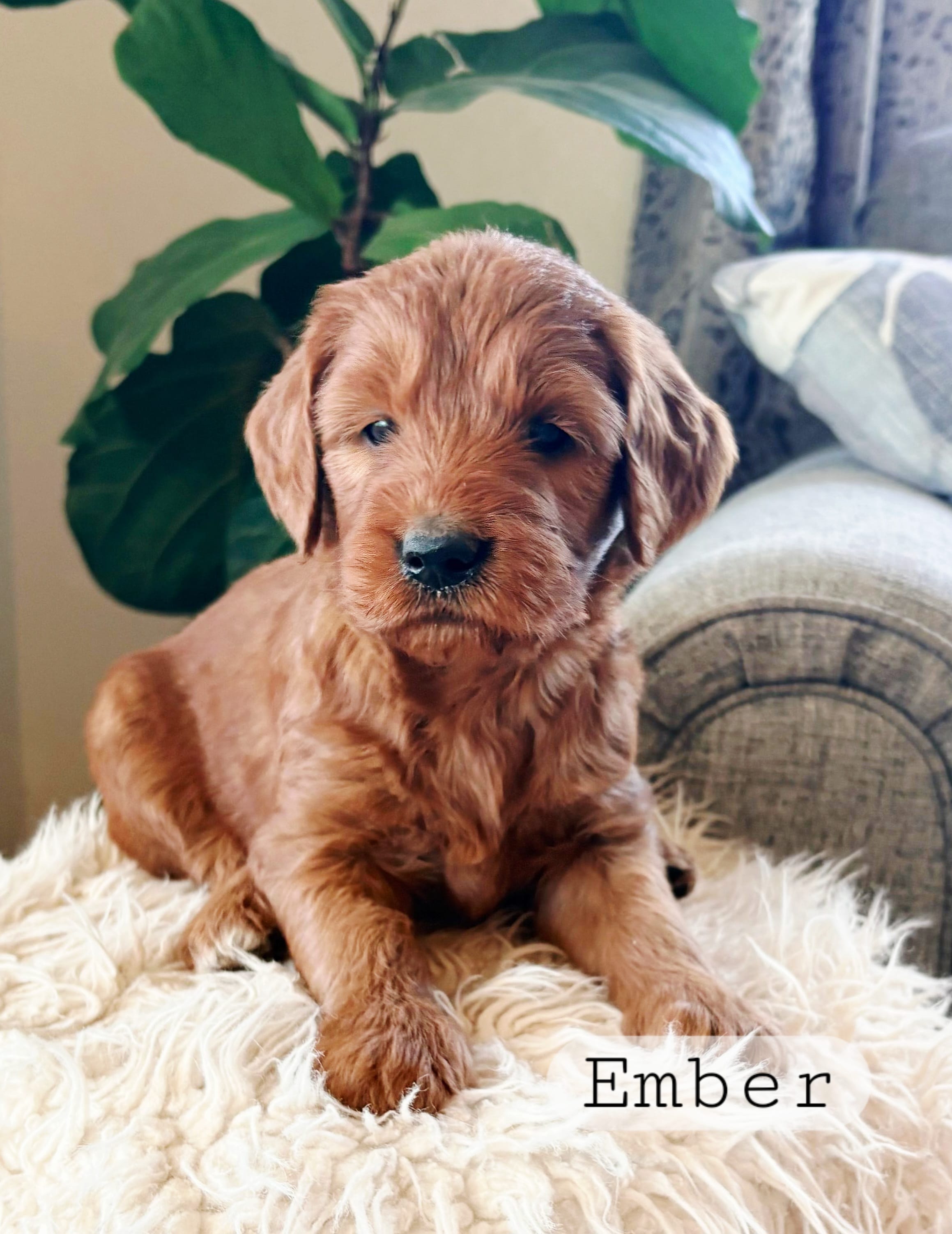 Ember – Goldendoodle puppy for sale in Canon City, CO