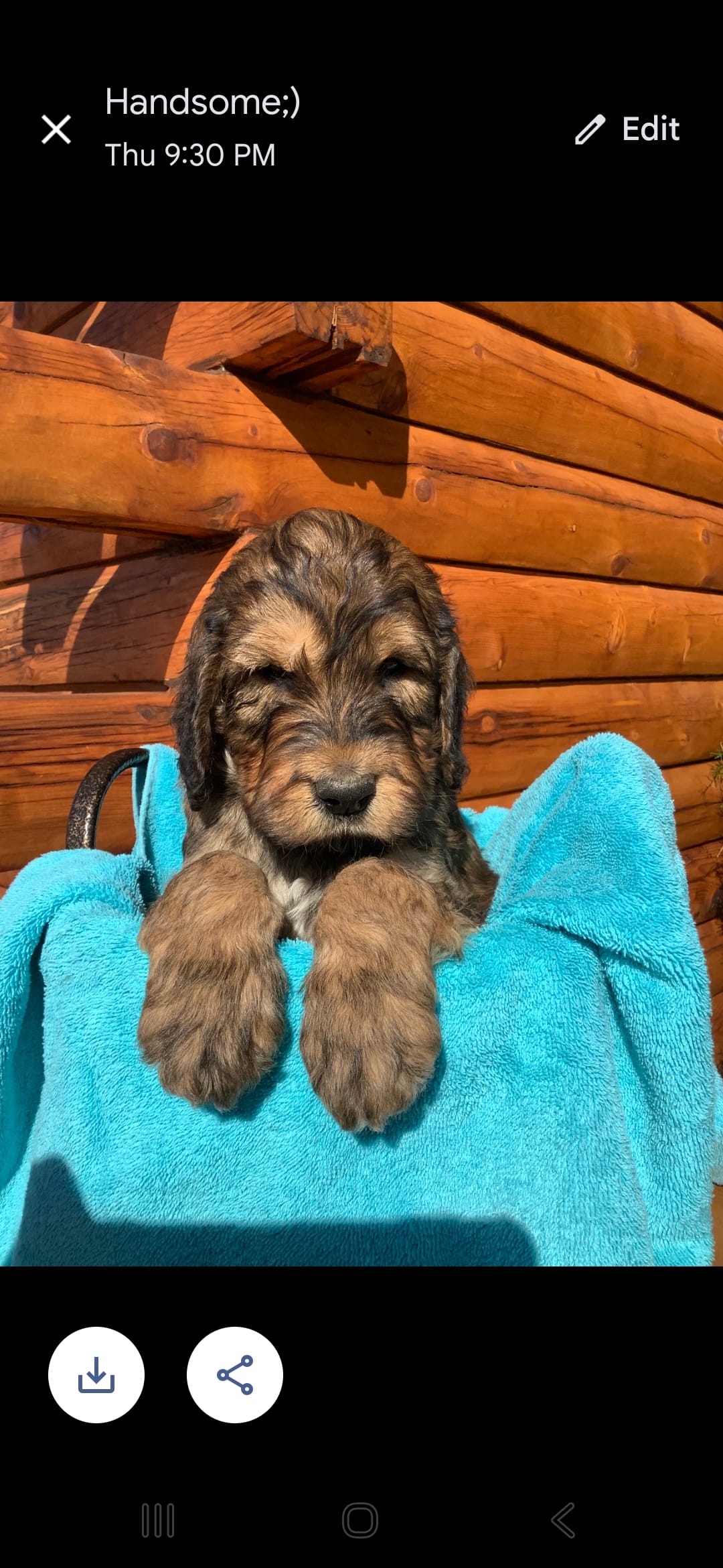 Boy 6 – Irish Doodle puppy for sale in Canon City, CO