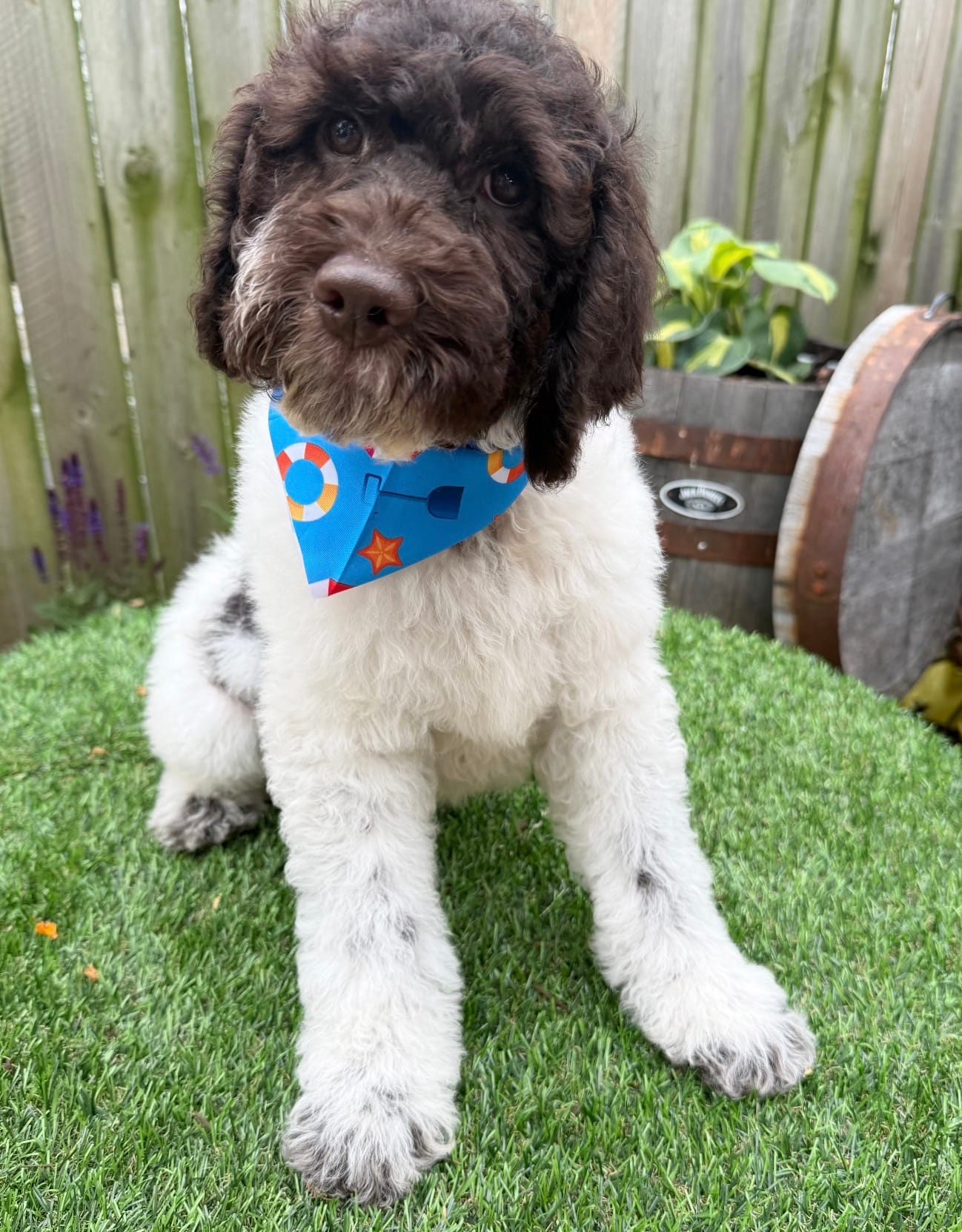 Hershey  – Labradoodle puppy for sale in Wilmington, IL