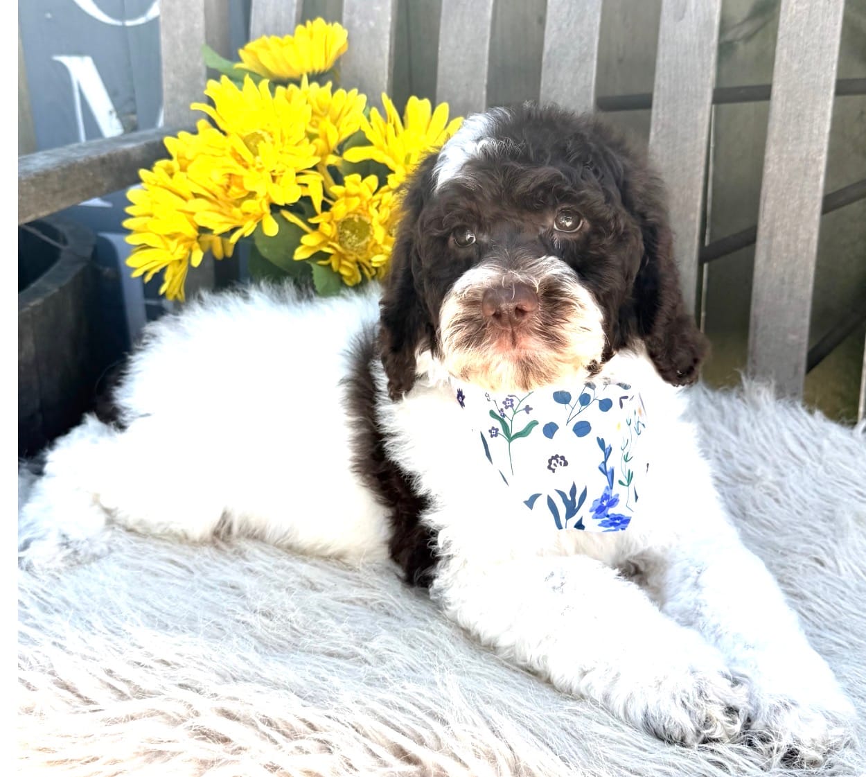 Chocolate Kiss – Labradoodle puppy for sale in Wilmington, IL