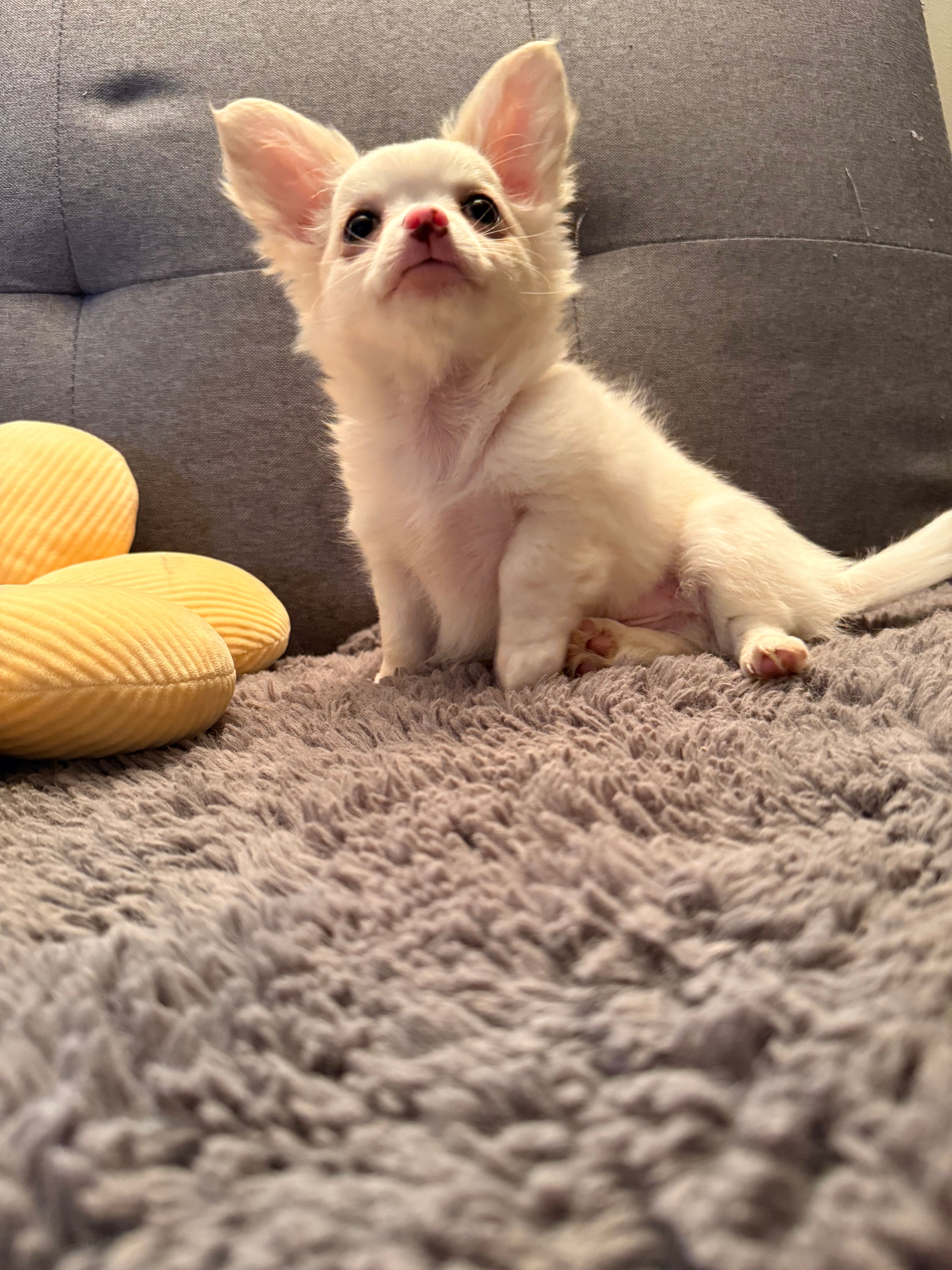 Mr.Frosty – Chihuahua puppy for sale in Boiling Springs, SC