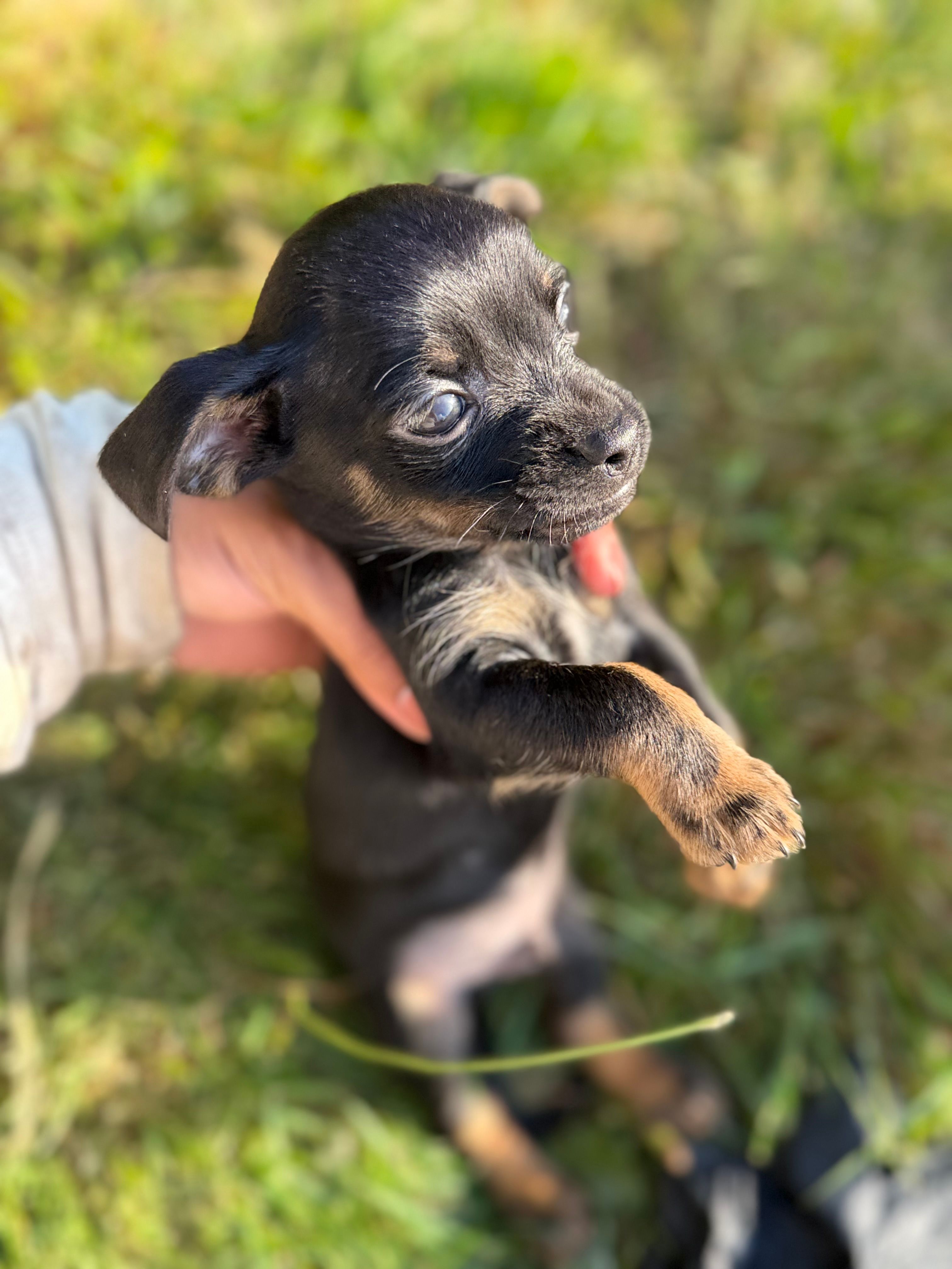 Black and tan  – Chihuahua, Yorkshire Terrier puppy for sale in Bellingham, WA