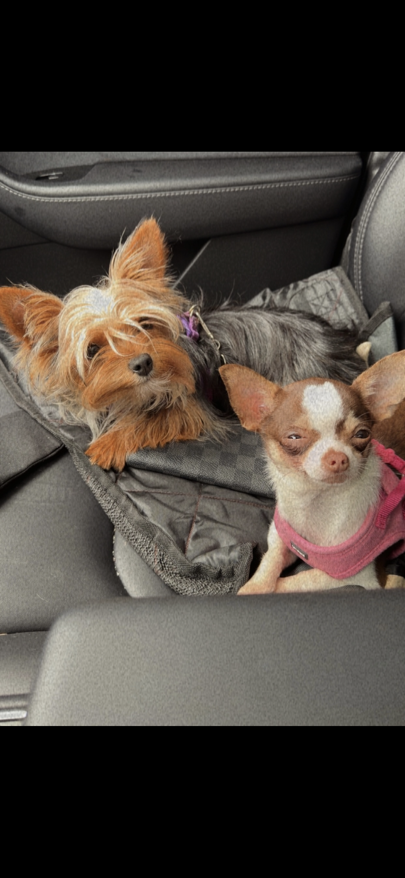 Bella – Yorkshire Terrier puppy for sale in Bellingham, WA