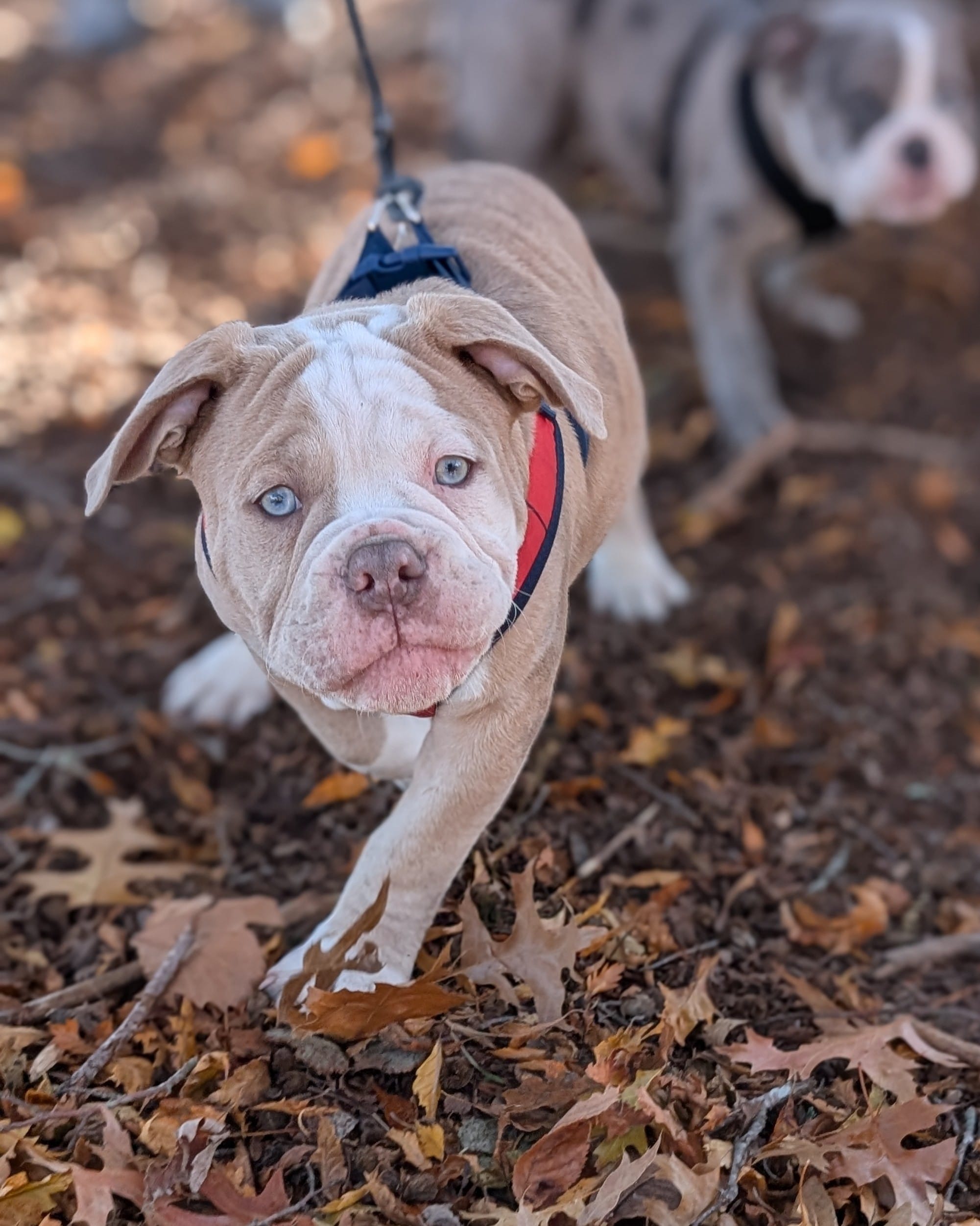 Croissant – Olde English Bulldogge puppy for sale in New Bedford, MA