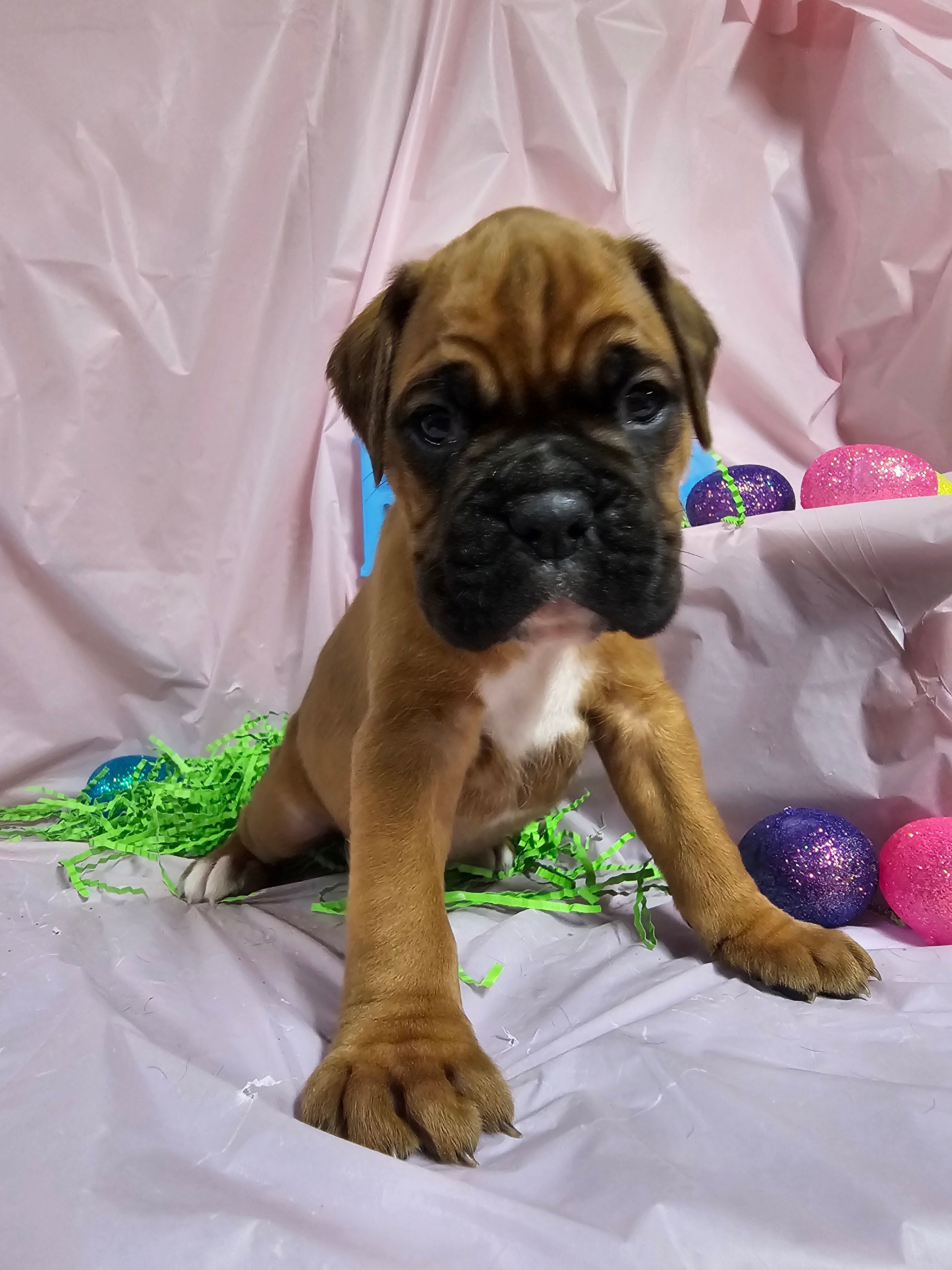 Marabella-Euro – Boxer puppy for sale in Goodman, MO