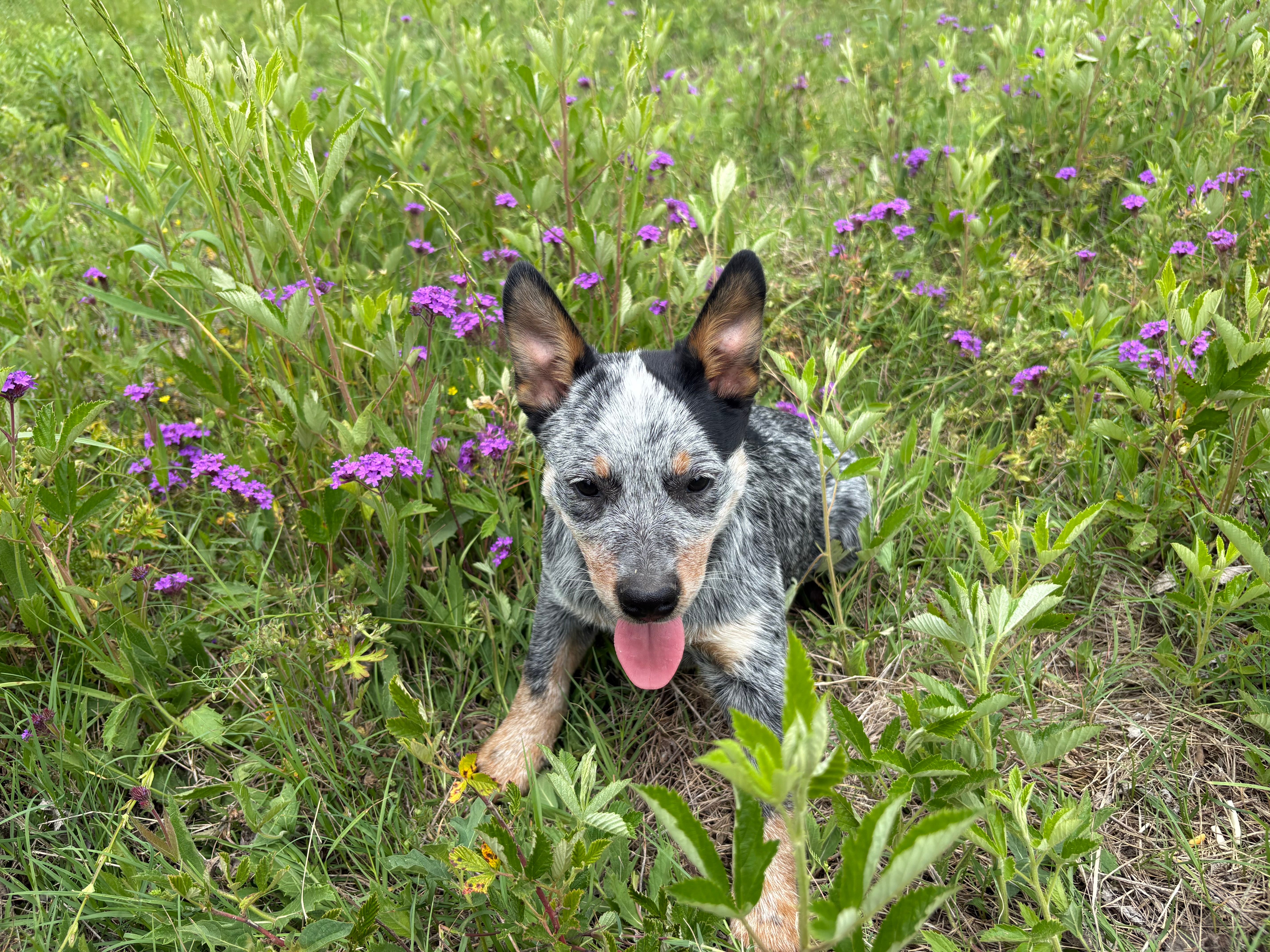 Blue 6  – Australian Cattle Dog puppy for sale in Hawkinsville, GA