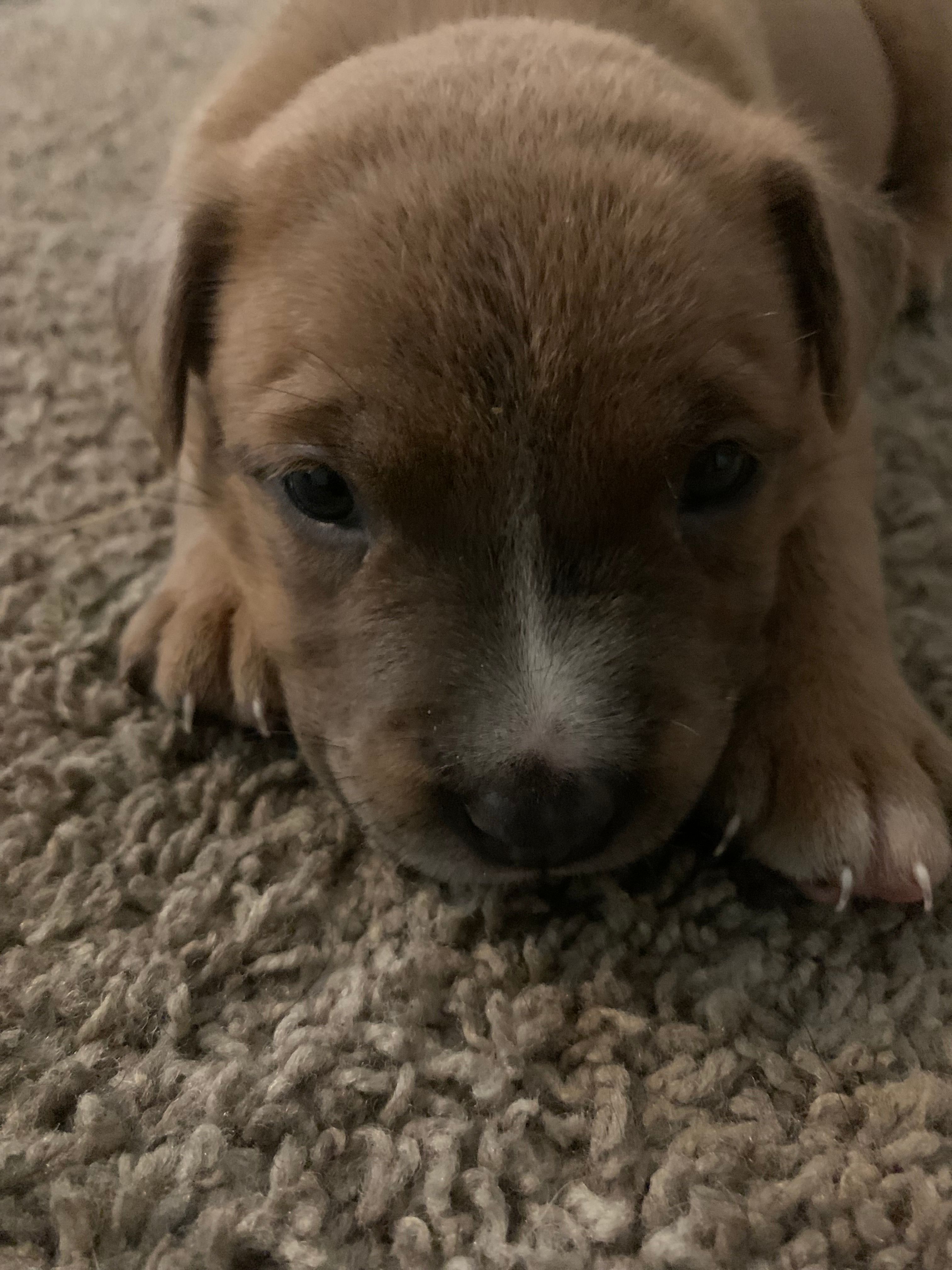 Sassy – Chow Chow, American Pit Bull Terrier puppy for sale in Charlotte, NC