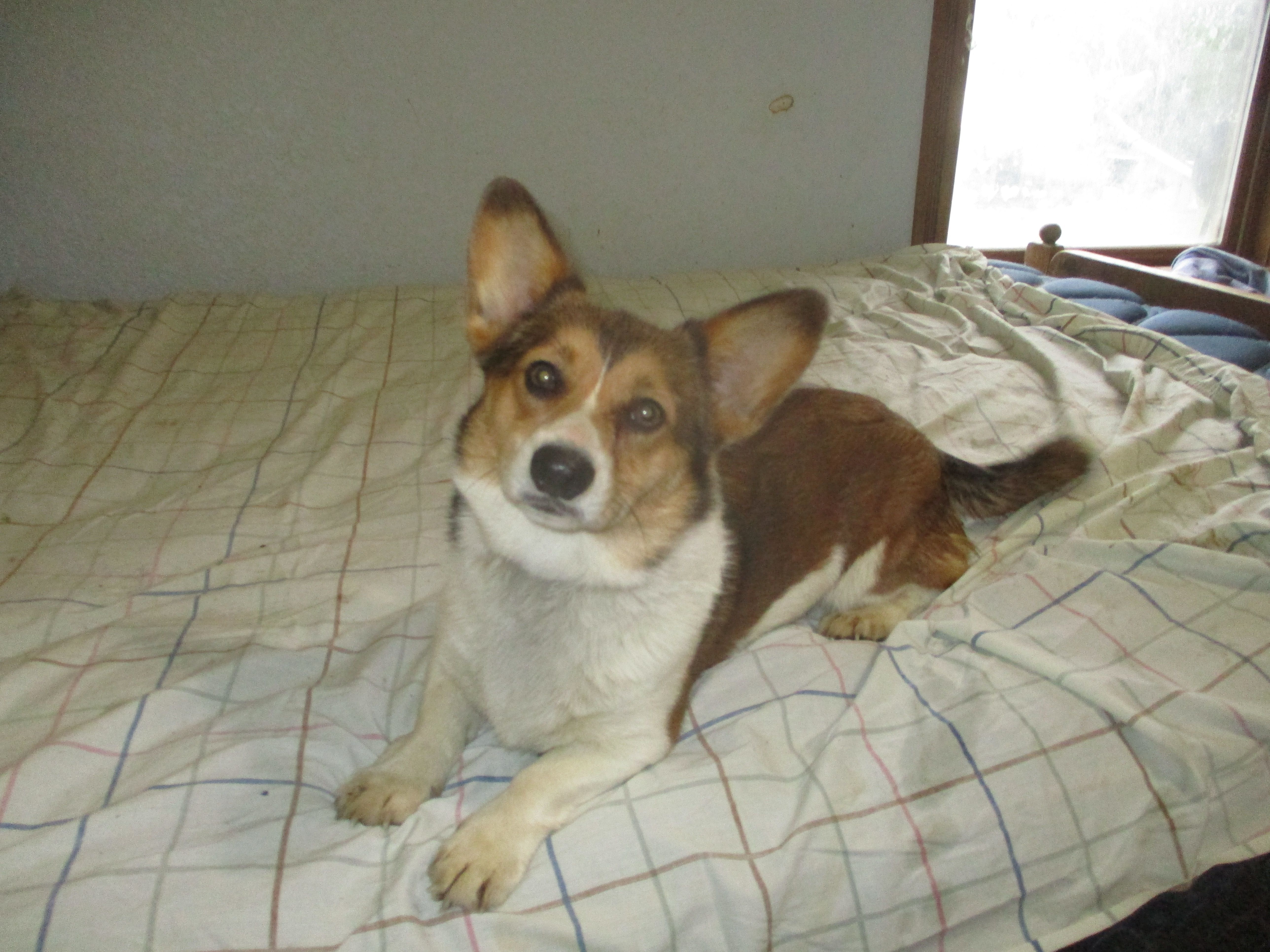 Maxi – Pembroke Welsh Corgi puppy for sale in Fulton, MO