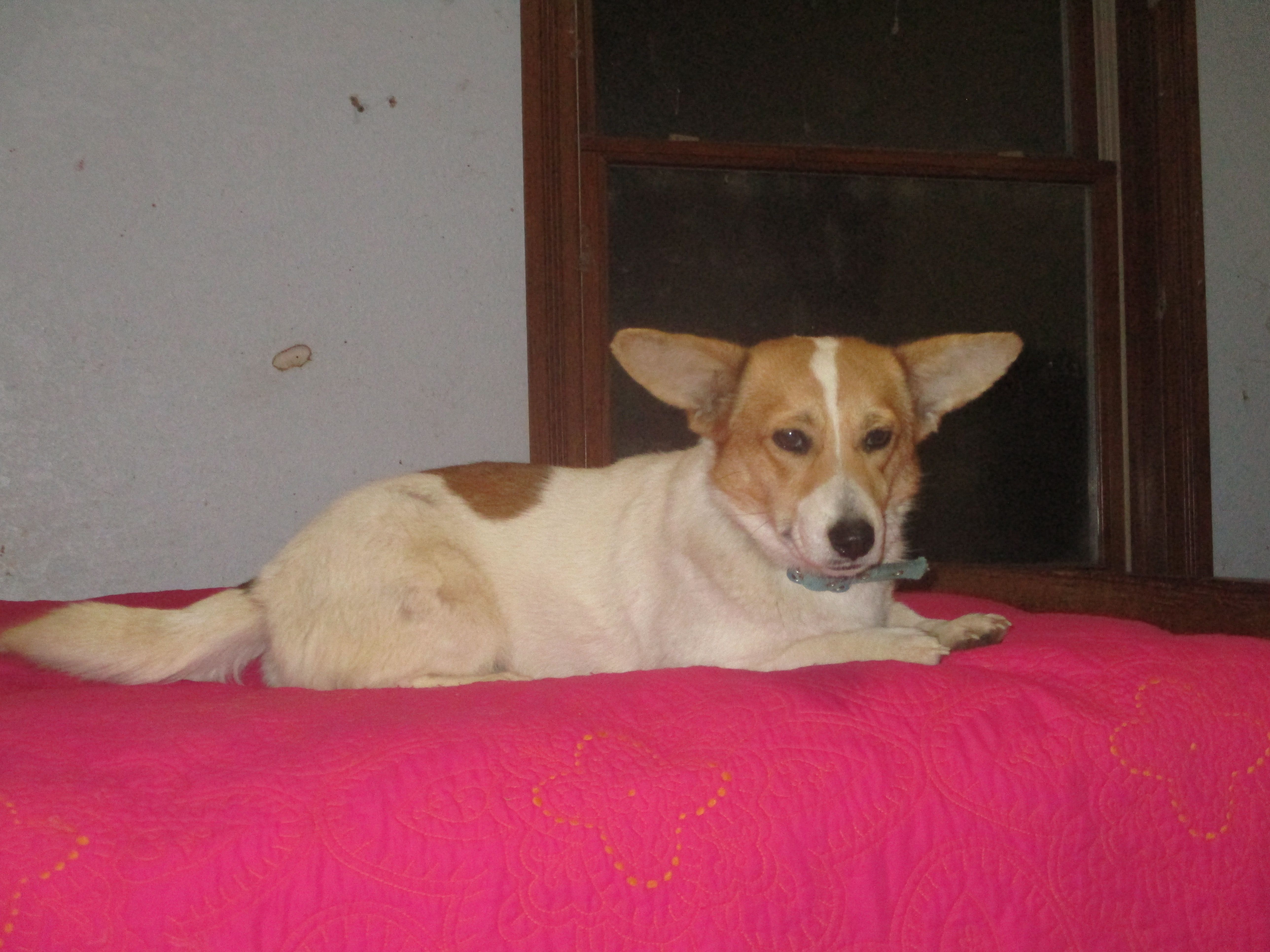 Mazy – Pembroke Welsh Corgi puppy for sale in Fulton, MO