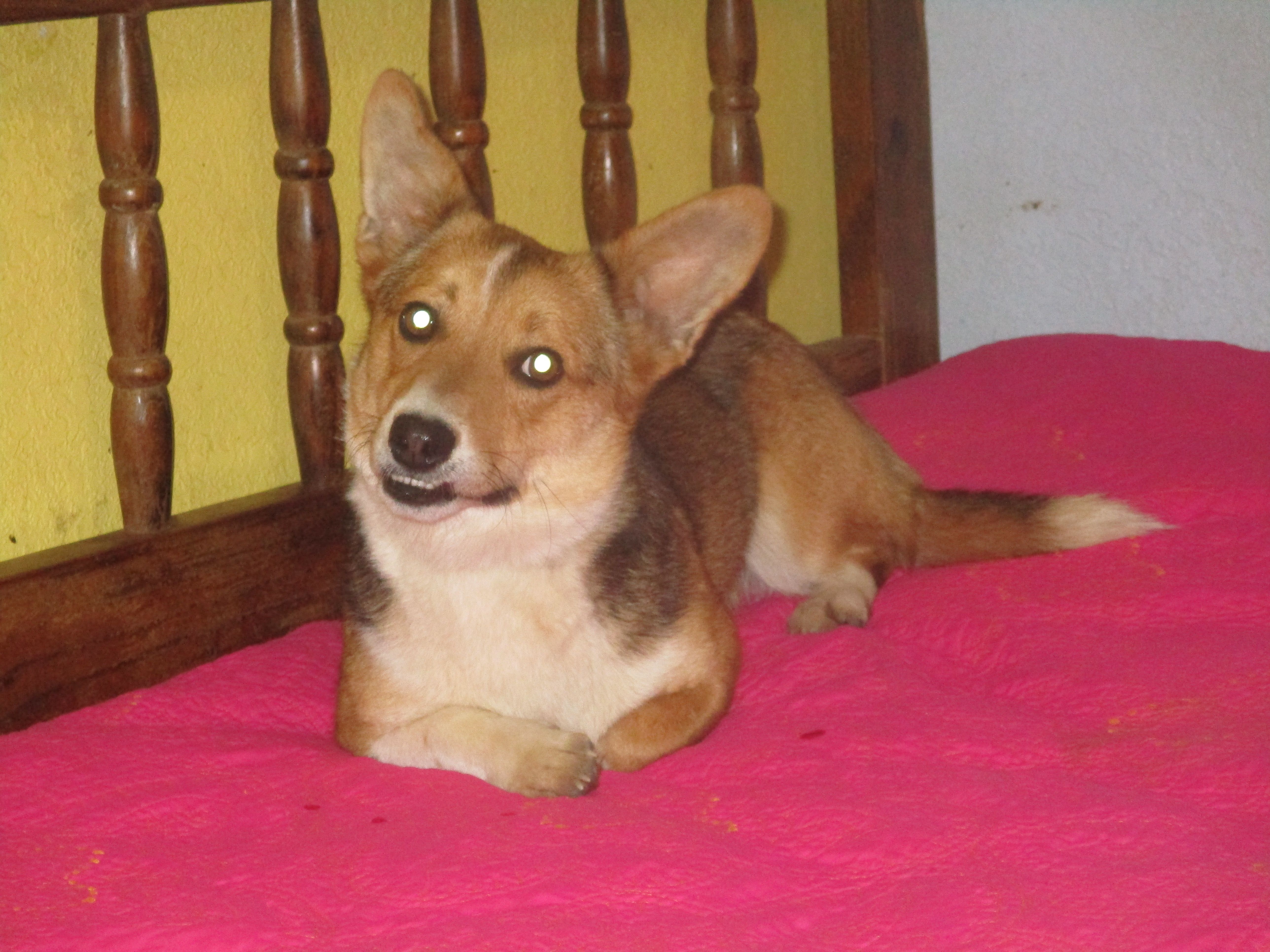Pearl – Pembroke Welsh Corgi puppy for sale in Fulton, MO