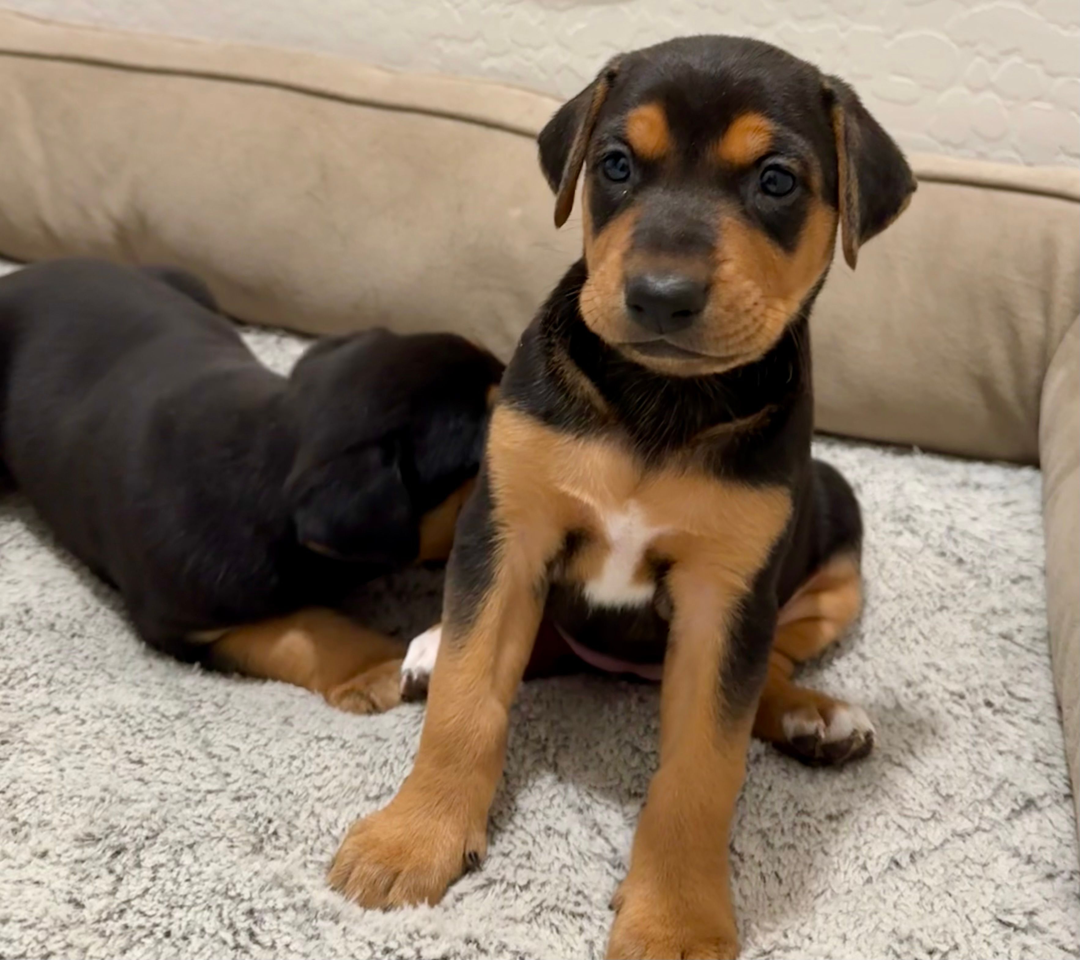 No name  – Doberman Pinscher, Labrador Retriever puppy for sale in Peoria, AZ