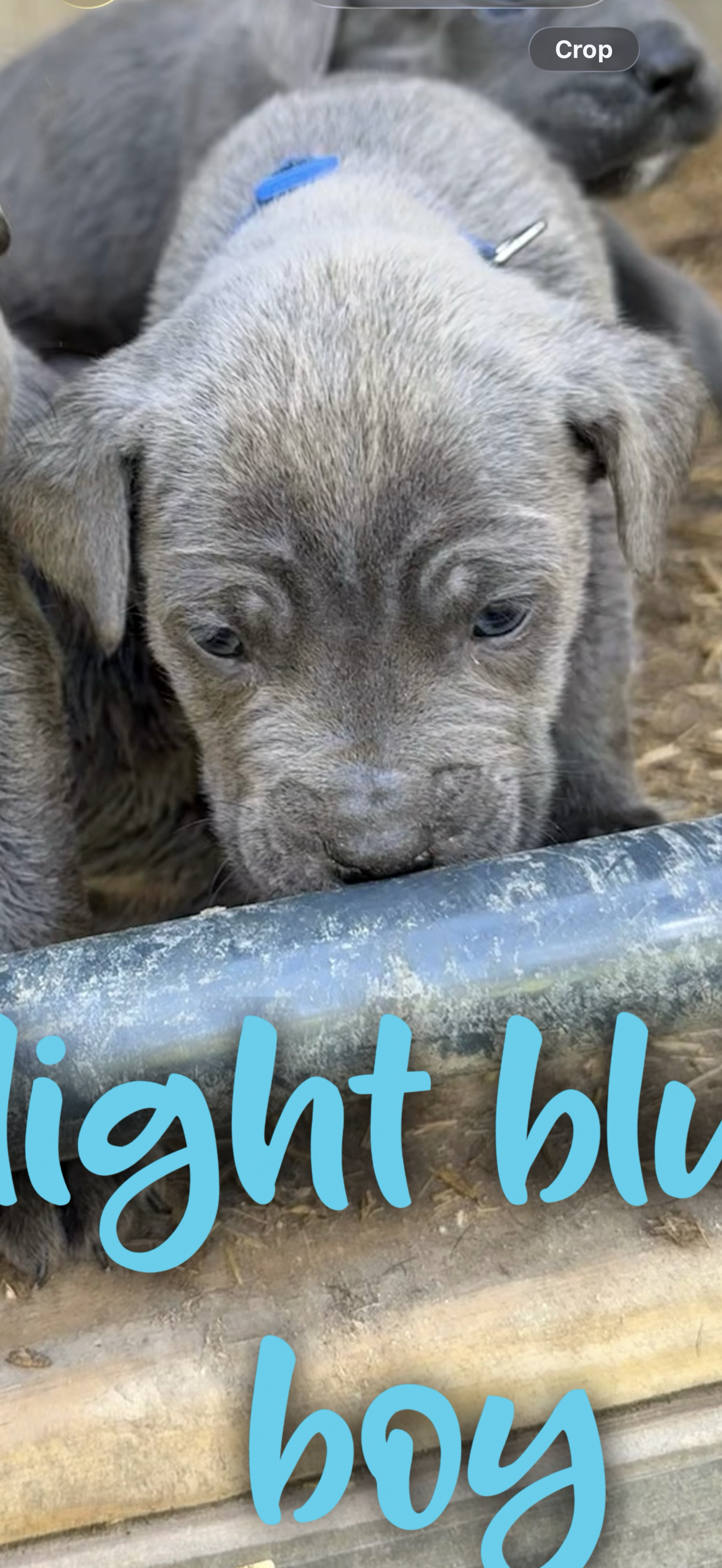 light blue – Cane Corso puppy for sale in Gilbert Creek, WV