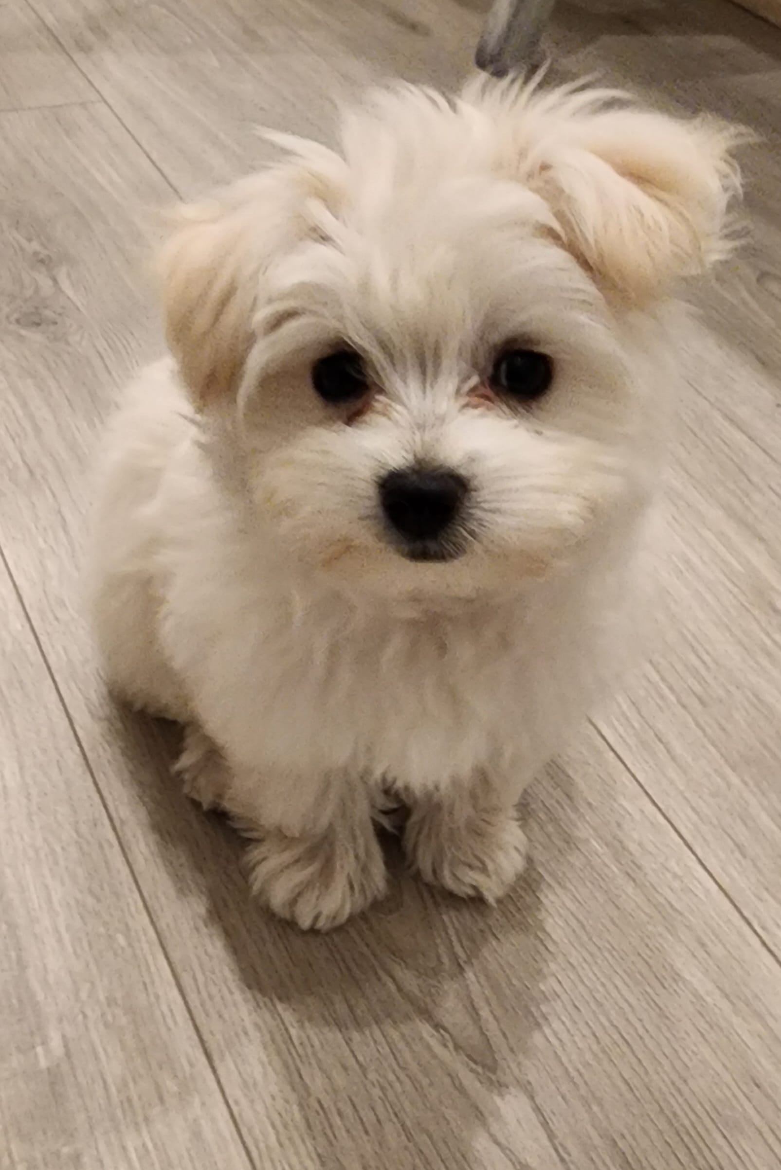 Chanel – Maltese, Pomeranian puppy for sale in Pflugerville, TX