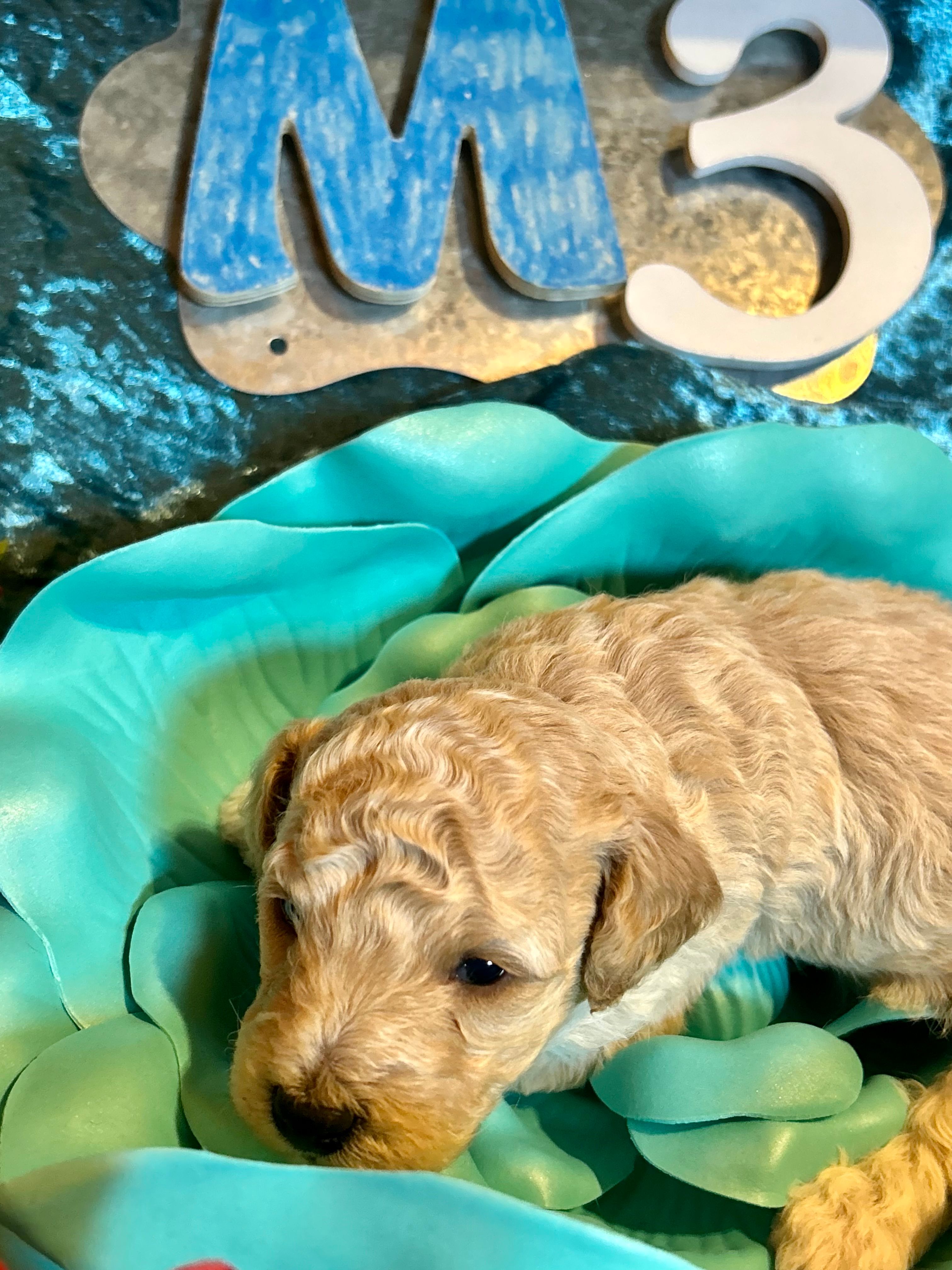 Male #3 – Poodle - Miniature  puppy for sale in Wittensville, KY