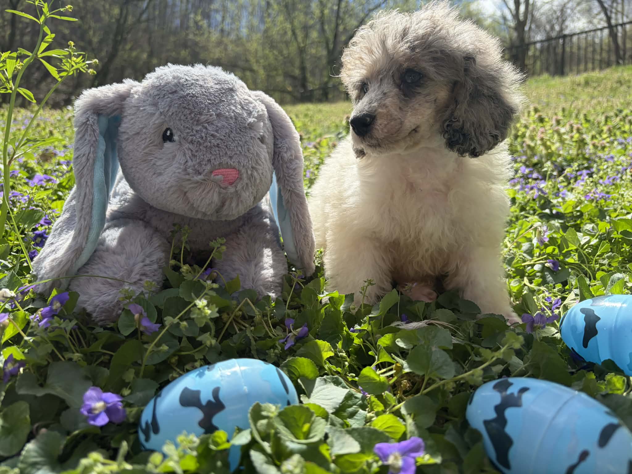 Dan – Poodle - Miniature  puppy for sale in Wittensville, KY