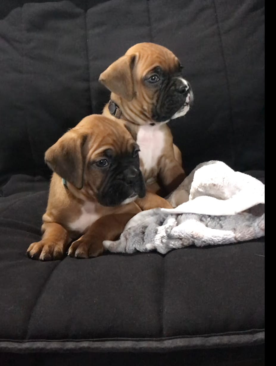 Winston  – Boxer puppy for sale in Wooster, OH