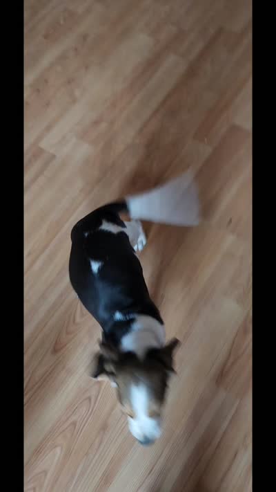 Buzz - Pocket Beagle, a male Beagle for sale in Red Bluff, CA – 2 of 3