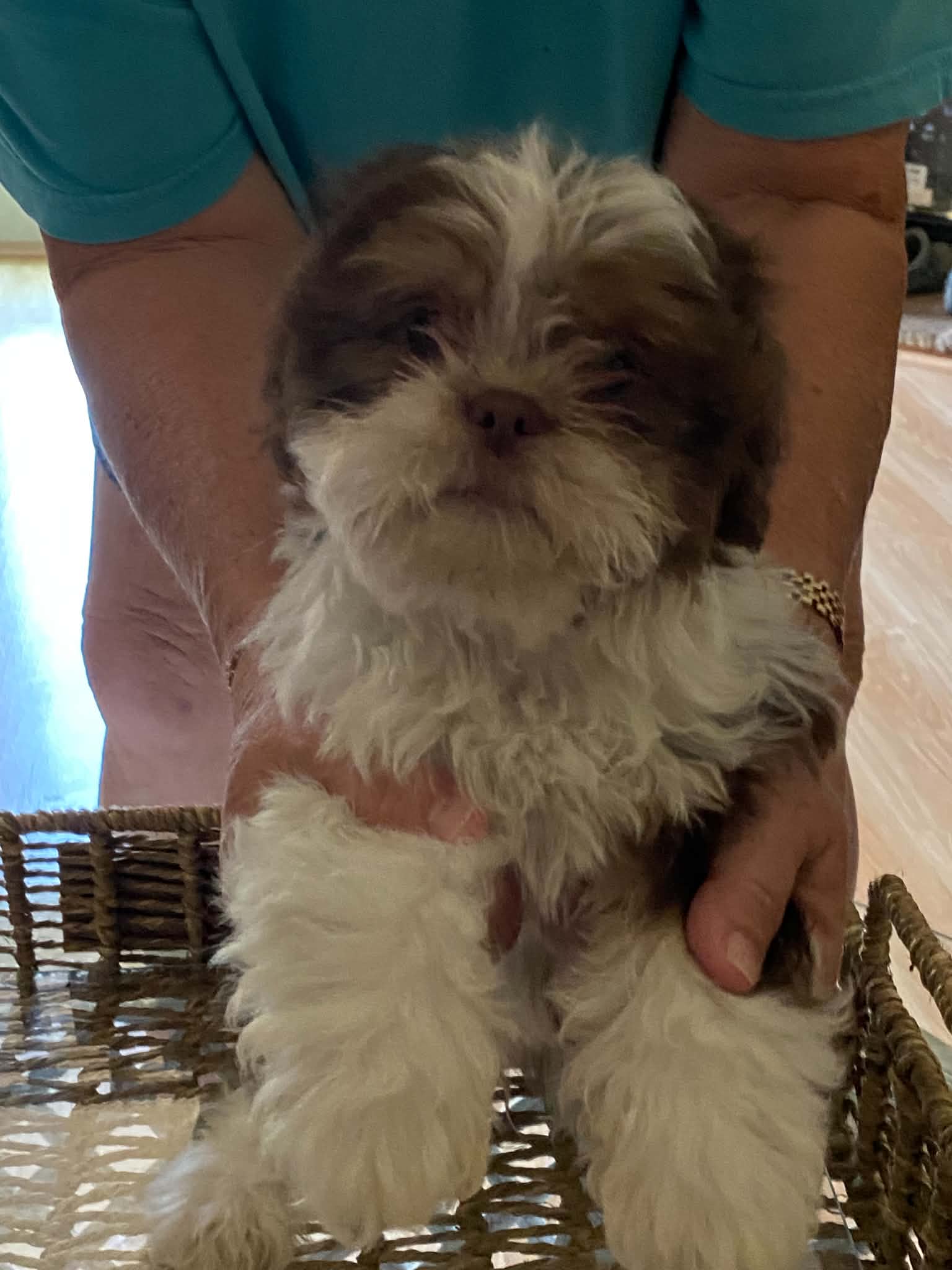 Gizmo – Shih Tzu puppy for sale in Pickens, SC