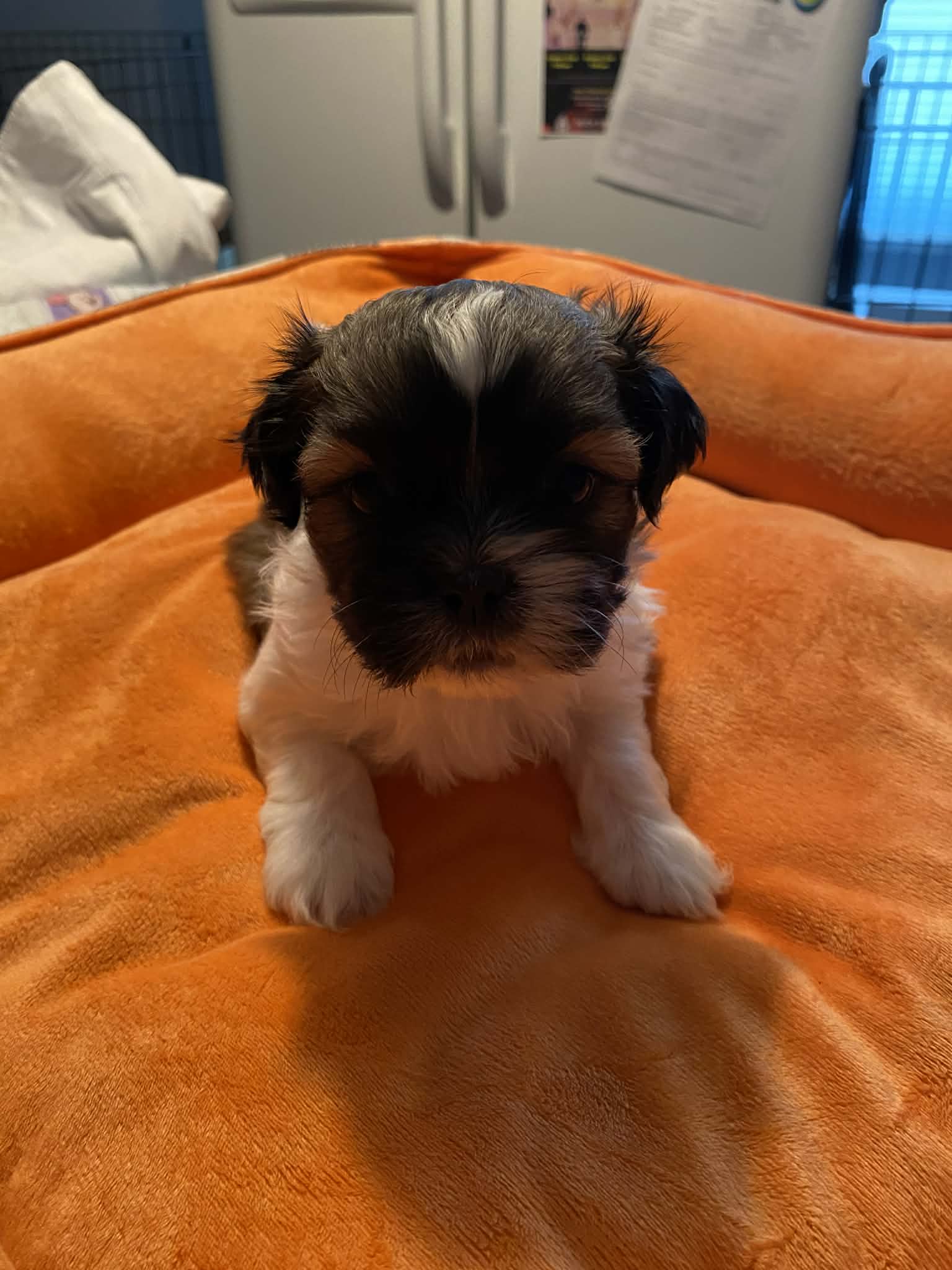 Tucker – Shih Tzu puppy for sale in Pickens, SC